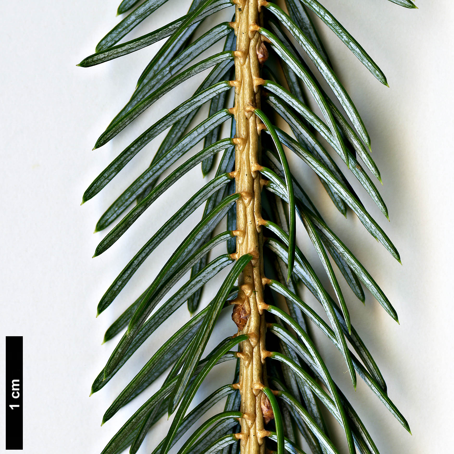 High resolution image: Family: Pinaceae - Genus: Picea - Taxon: brachytyla High resolution image: Family: Pinaceae - Genus: Picea - Taxon: brachytyla