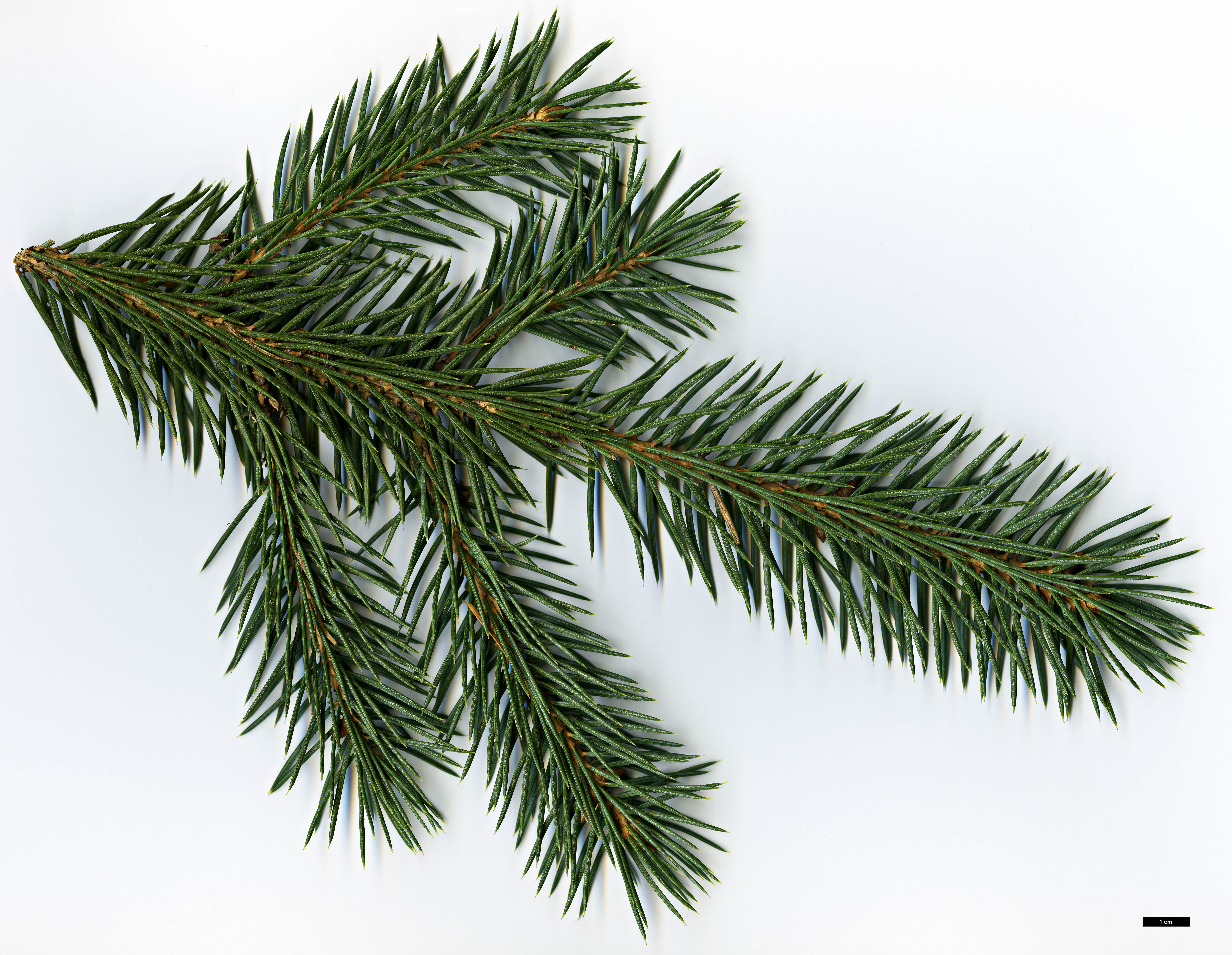 High resolution image: Family: Pinaceae - Genus: Picea - Taxon: chihuahuana High resolution image: Family: Pinaceae - Genus: Picea - Taxon: chihuahuana