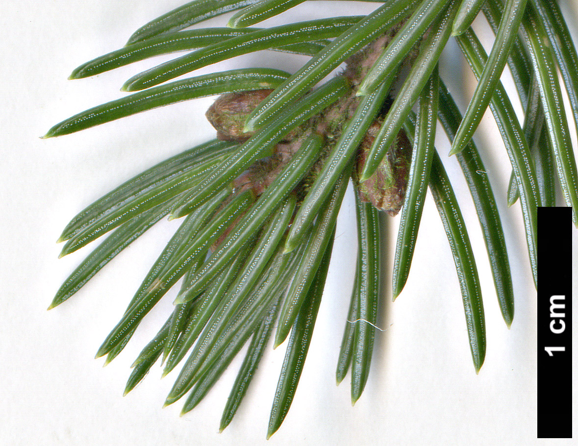 High resolution image: Family: Pinaceae - Genus: Picea - Taxon: glehnii High resolution image: Family: Pinaceae - Genus: Picea - Taxon: glehnii
