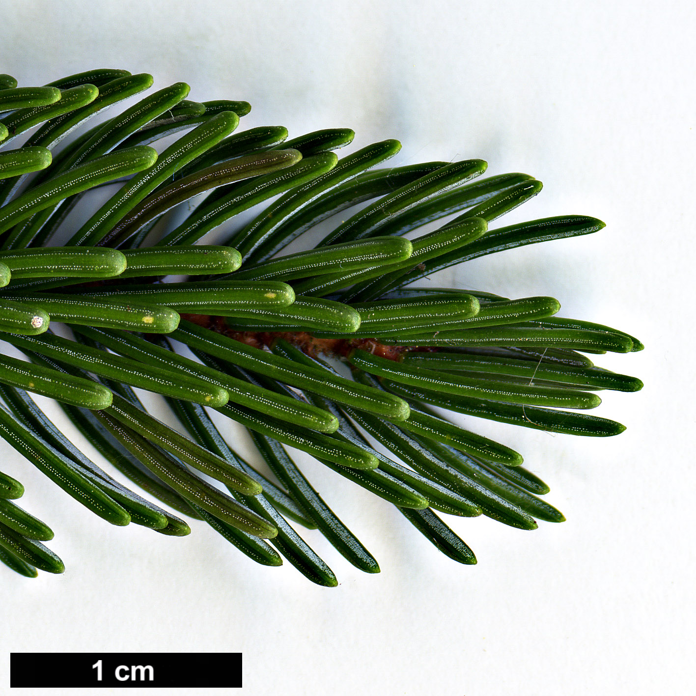 High resolution image: Family: Pinaceae - Genus: Picea - Taxon: glehnii High resolution image: Family: Pinaceae - Genus: Picea - Taxon: glehnii
