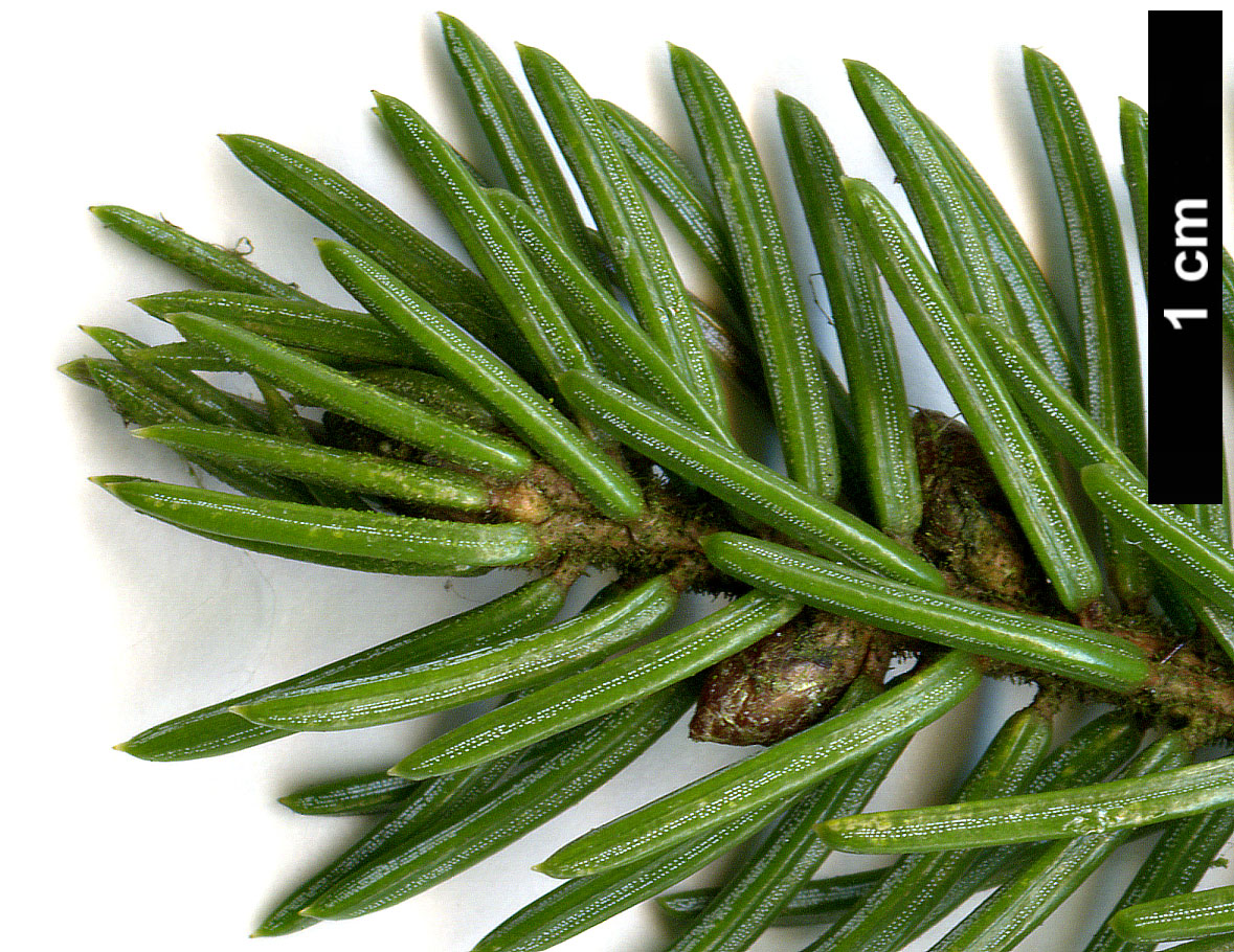 High resolution image: Family: Pinaceae - Genus: Picea - Taxon: glehnii High resolution image: Family: Pinaceae - Genus: Picea - Taxon: glehnii