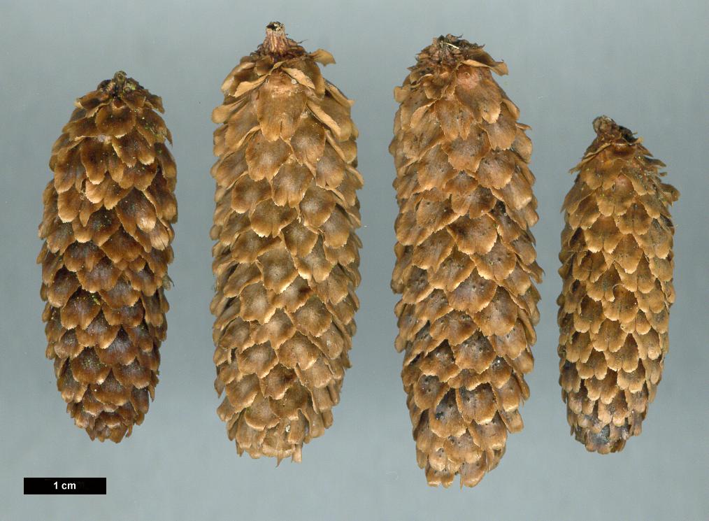 High resolution image: Family: Pinaceae - Genus: Picea - Taxon: jezoensis