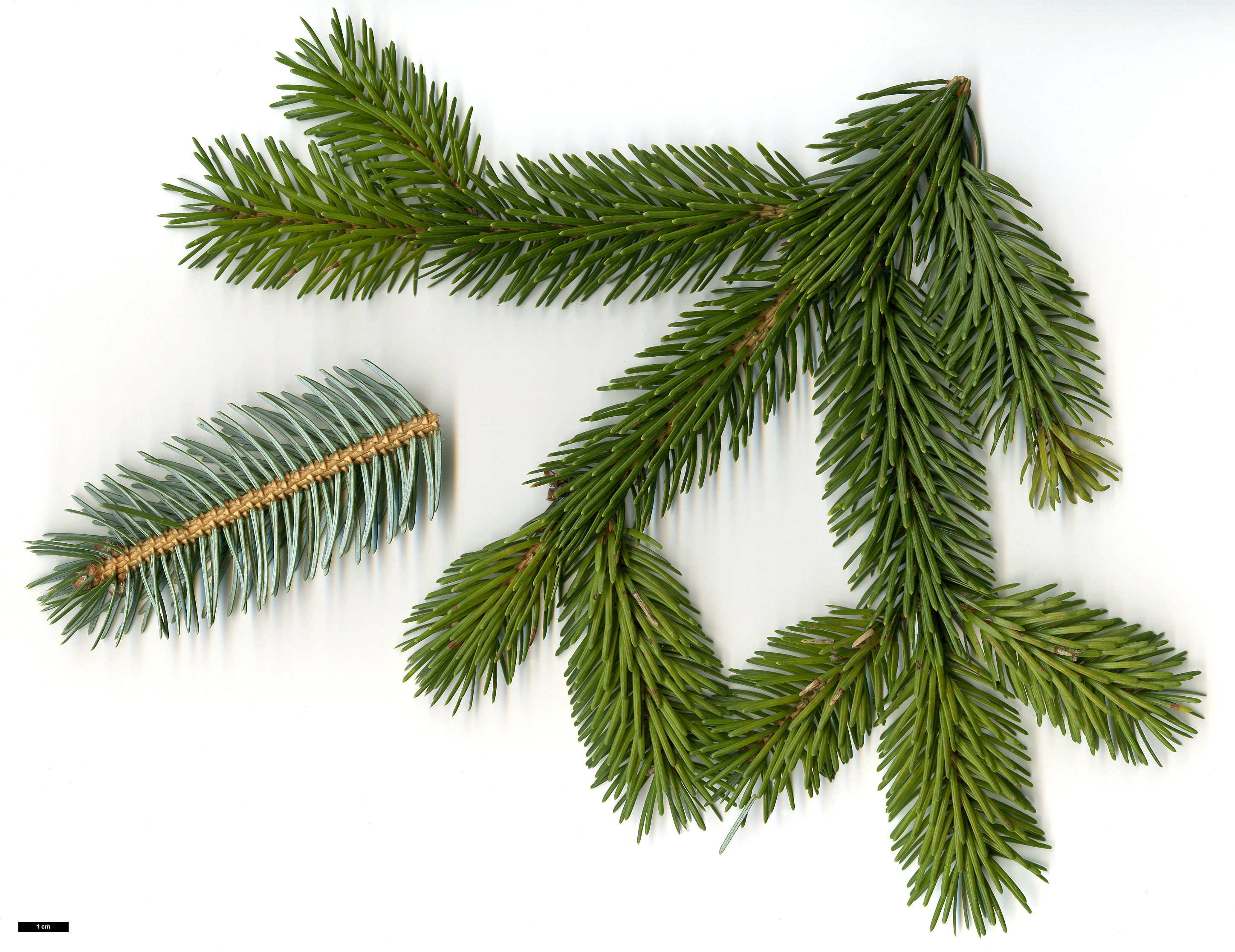 High resolution image: Family: Pinaceae - Genus: Picea - Taxon: jezoensis High resolution image: Family: Pinaceae - Genus: Picea - Taxon: jezoensis