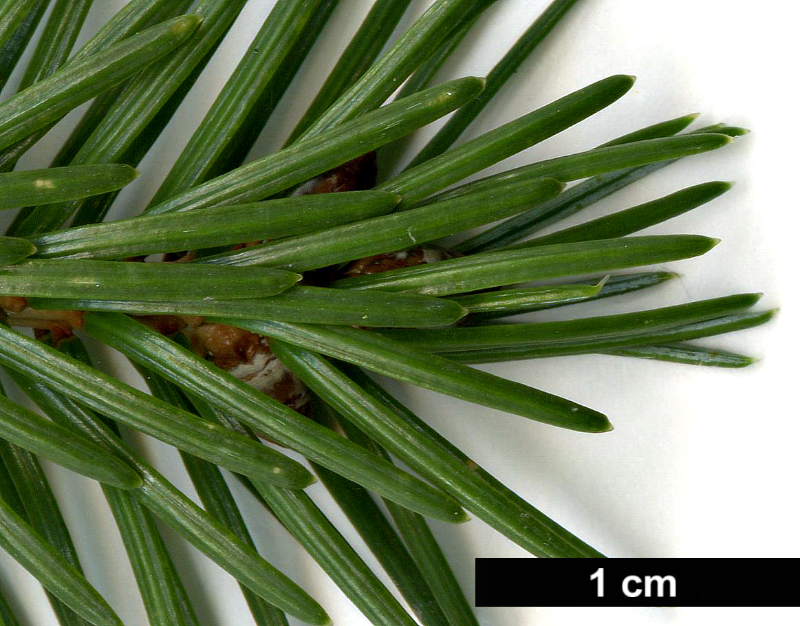 High resolution image: Family: Pinaceae - Genus: Picea - Taxon: jezoensis High resolution image: Family: Pinaceae - Genus: Picea - Taxon: jezoensis