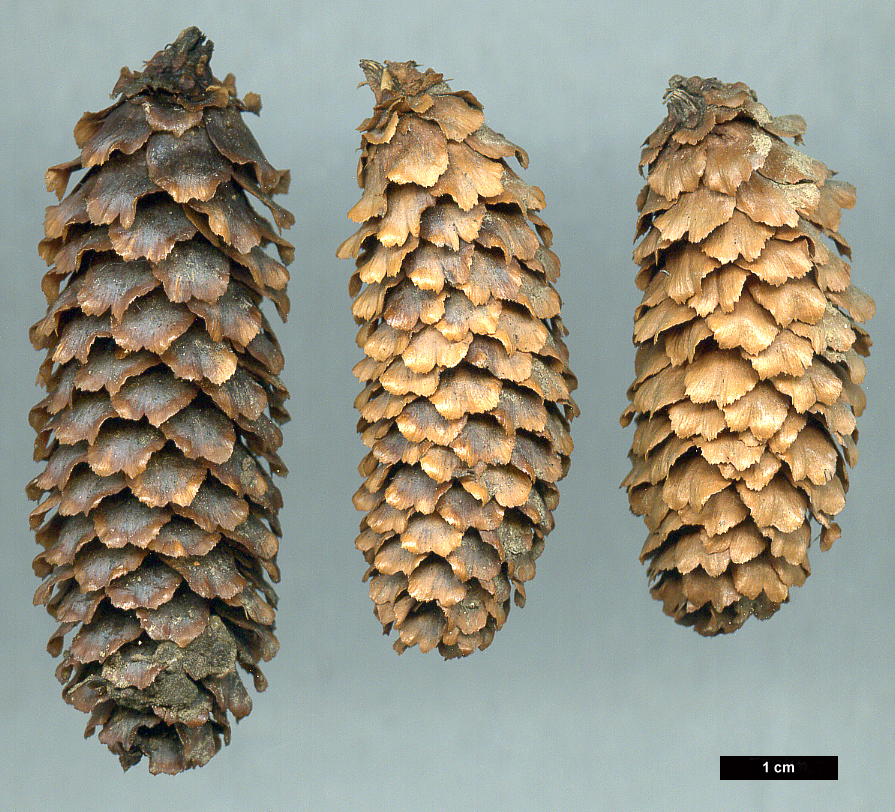 High resolution image: Family: Pinaceae - Genus: Picea - Taxon: jezoensis