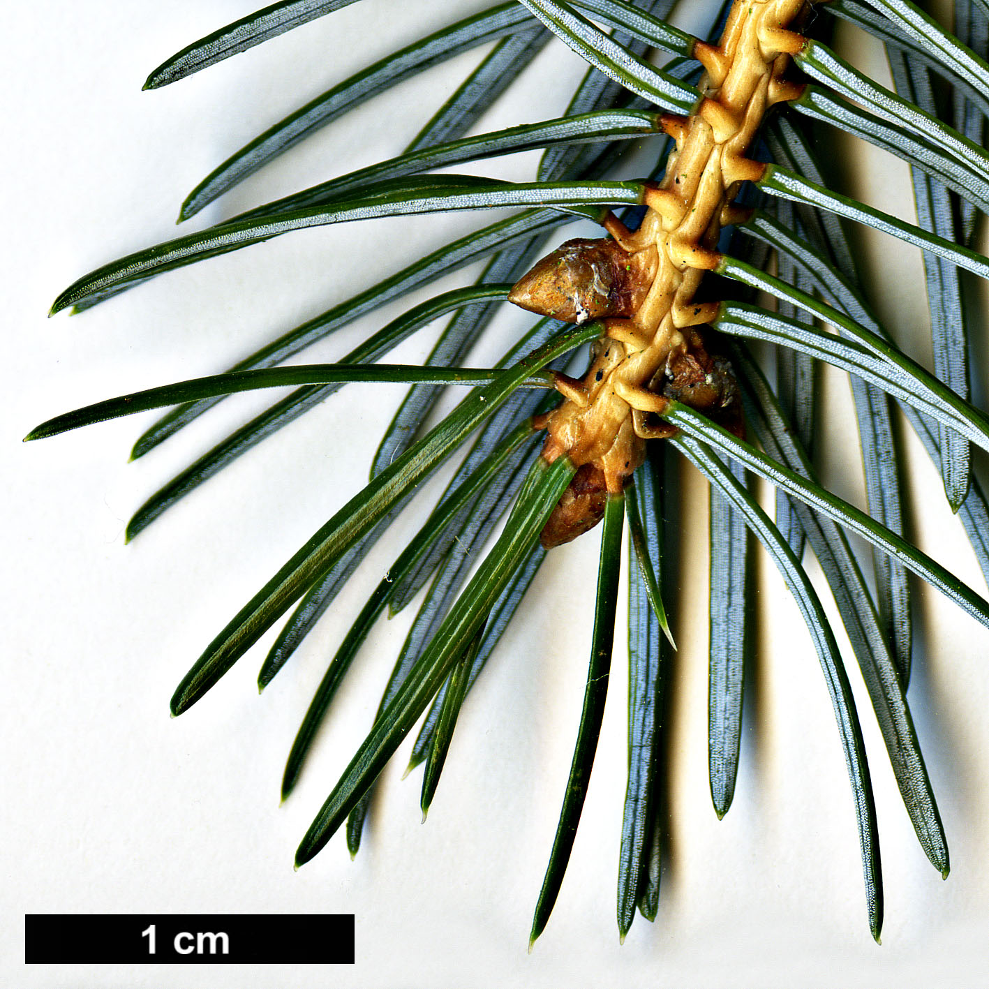 High resolution image: Family: Pinaceae - Genus: Picea - Taxon: jezoensis High resolution image: Family: Pinaceae - Genus: Picea - Taxon: jezoensis