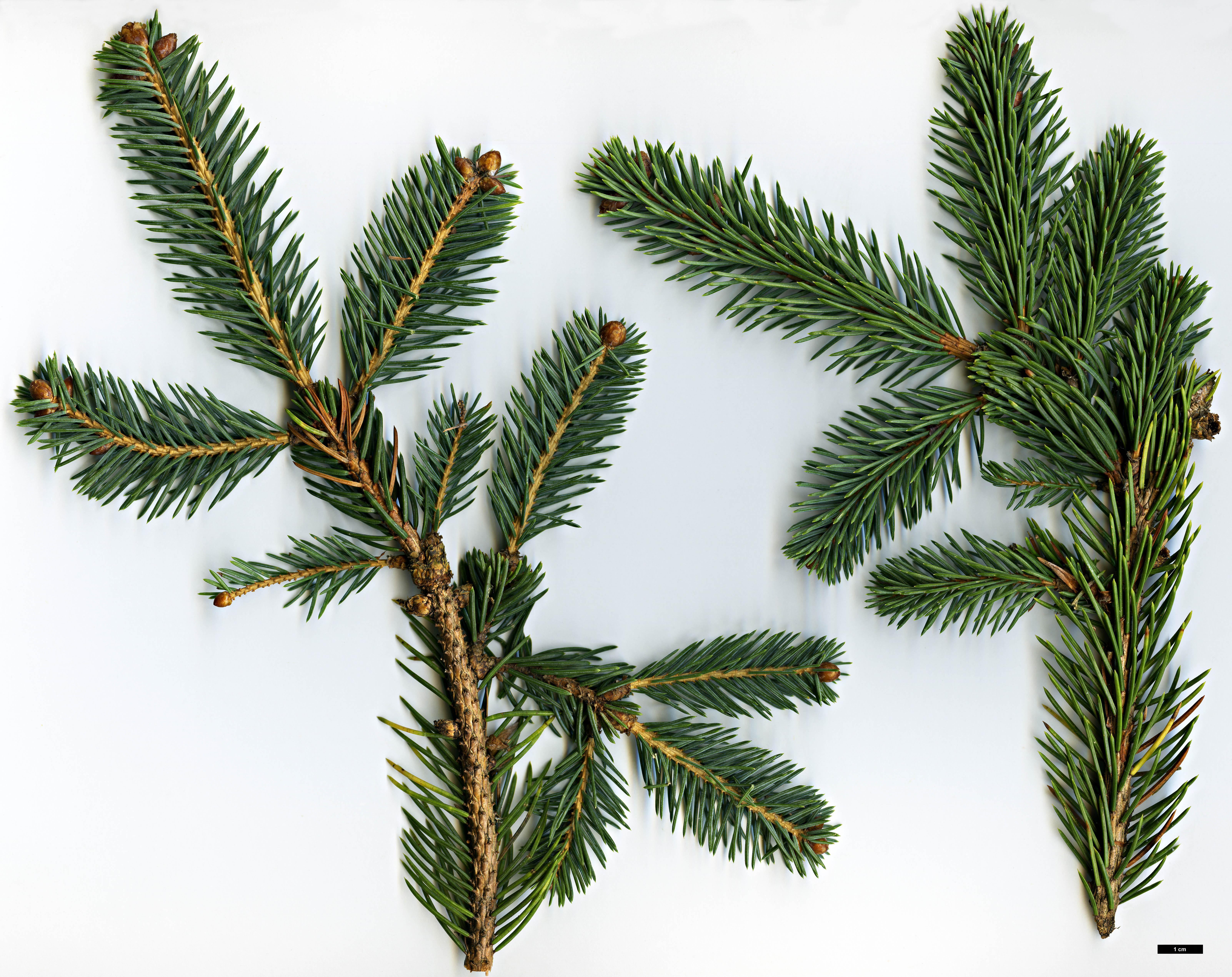 High resolution image: Family: Pinaceae - Genus: Picea - Taxon: koraiensis High resolution image: Family: Pinaceae - Genus: Picea - Taxon: koraiensis