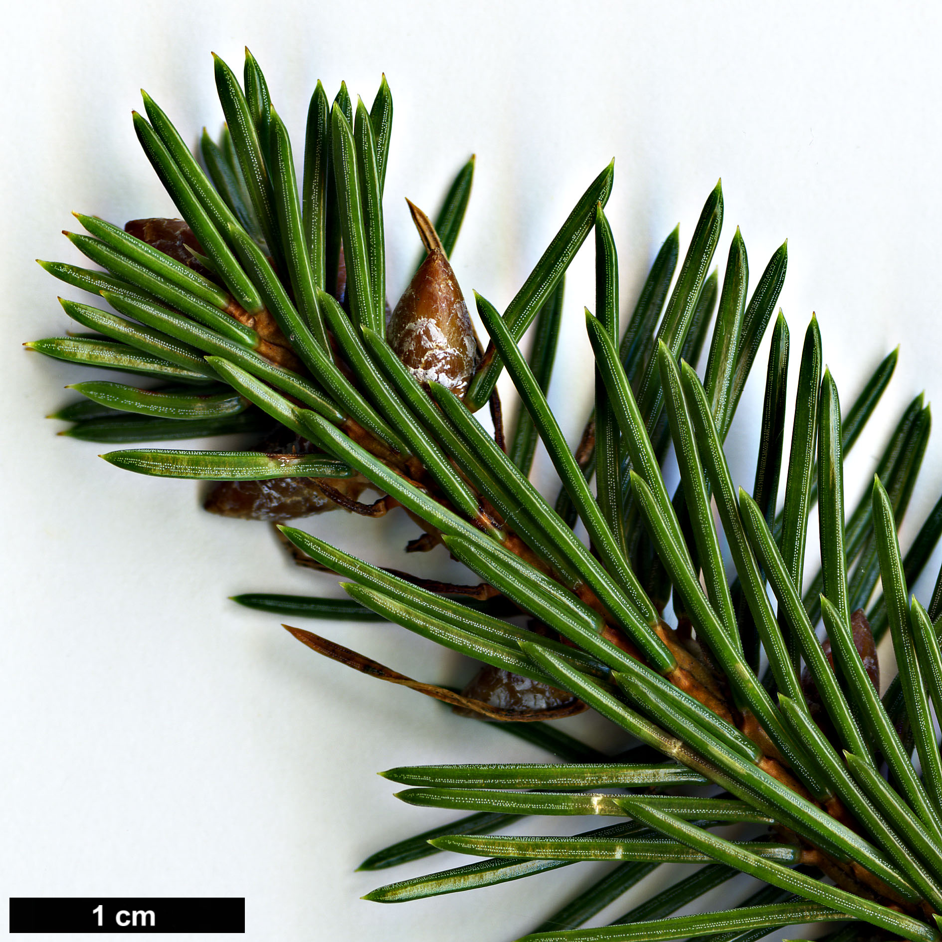 High resolution image: Family: Pinaceae - Genus: Picea - Taxon: koraiensis