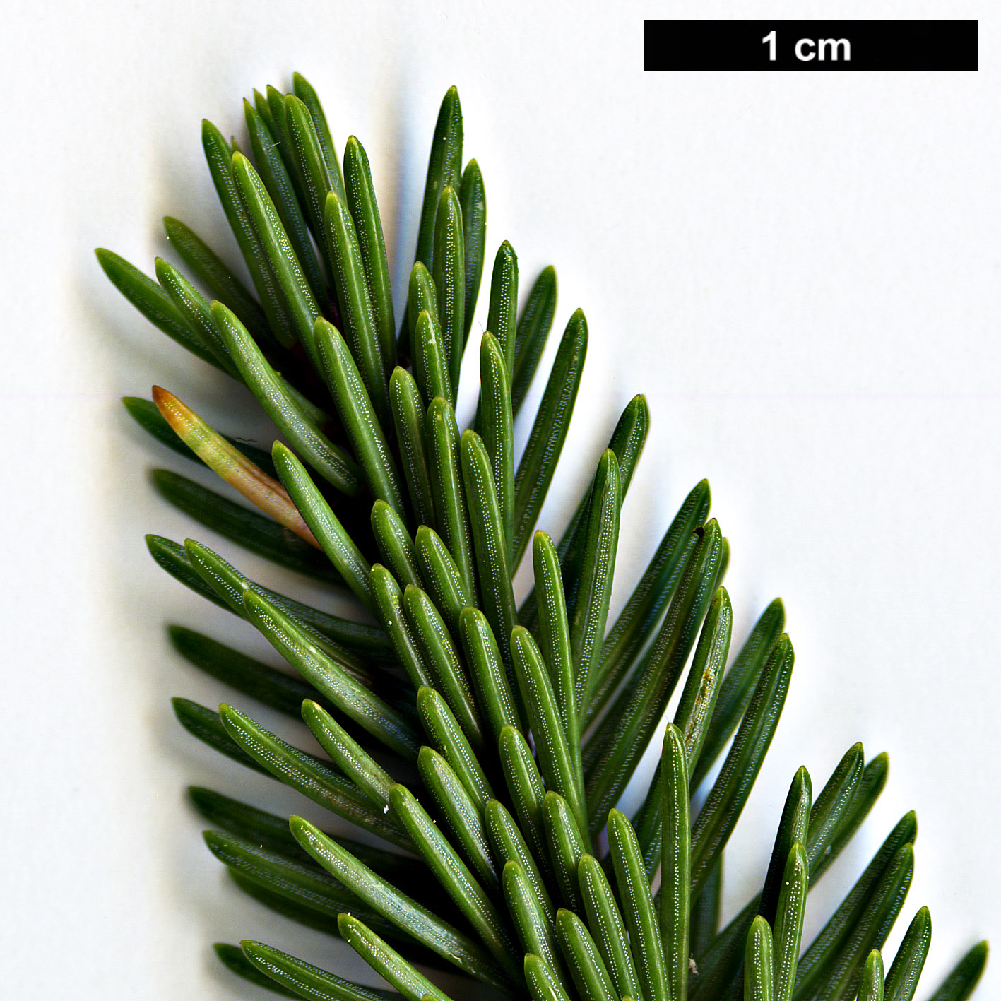 High resolution image: Family: Pinaceae - Genus: Picea - Taxon: koyamae High resolution image: Family: Pinaceae - Genus: Picea - Taxon: koyamae