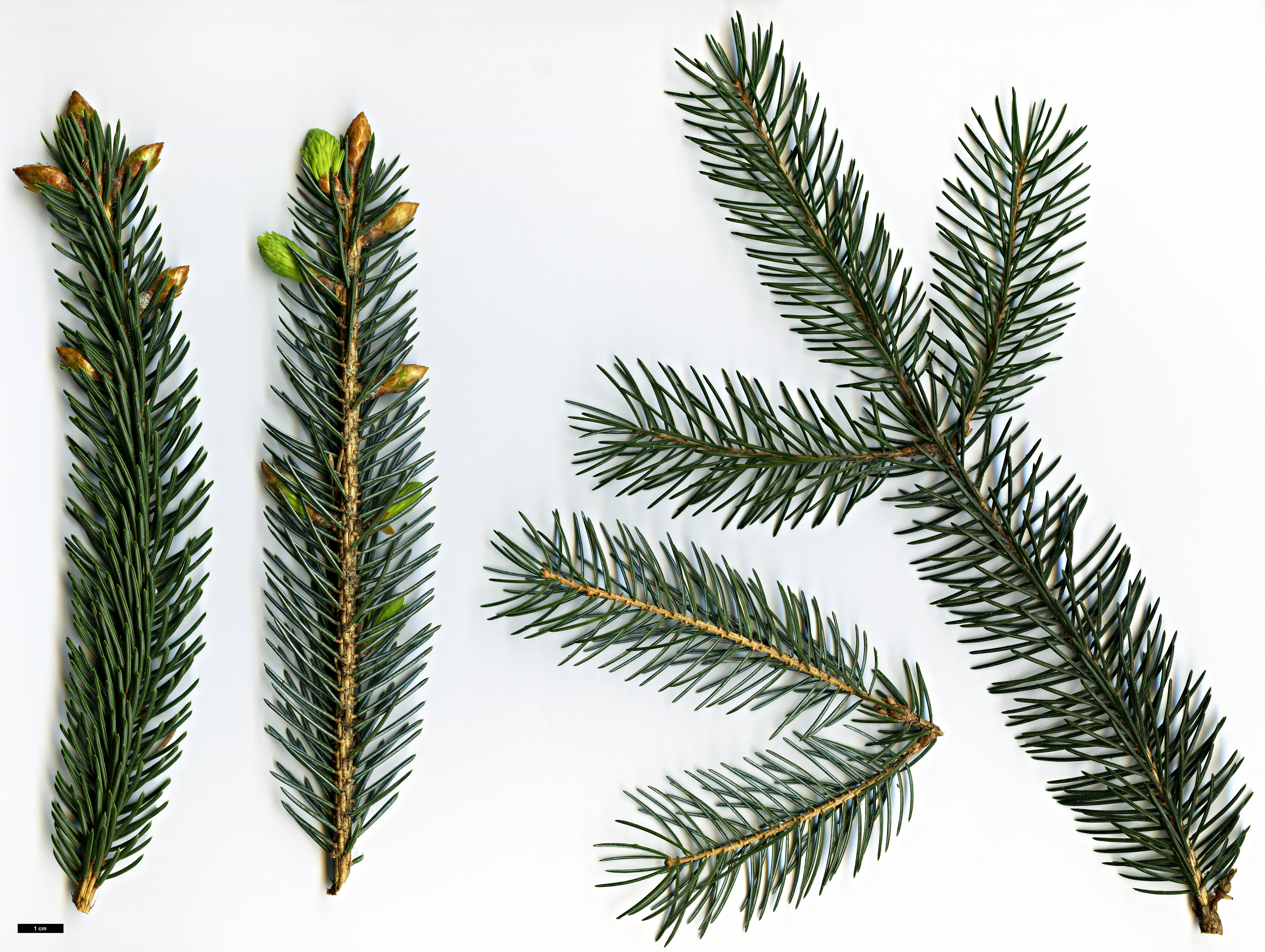 High resolution image: Family: Pinaceae - Genus: Picea - Taxon: likiangensis High resolution image: Family: Pinaceae - Genus: Picea - Taxon: likiangensis