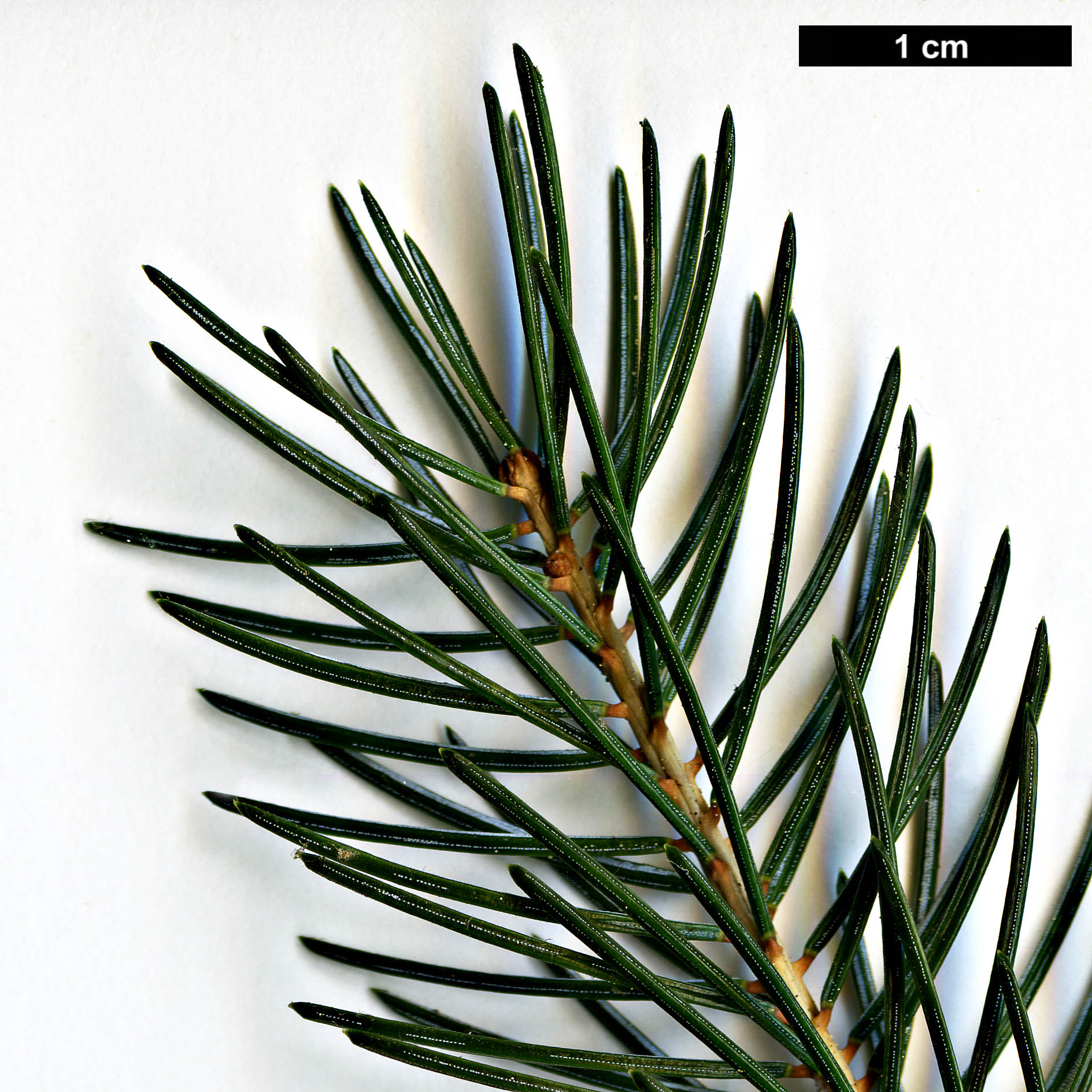 High resolution image: Family: Pinaceae - Genus: Picea - Taxon: likiangensis High resolution image: Family: Pinaceae - Genus: Picea - Taxon: likiangensis