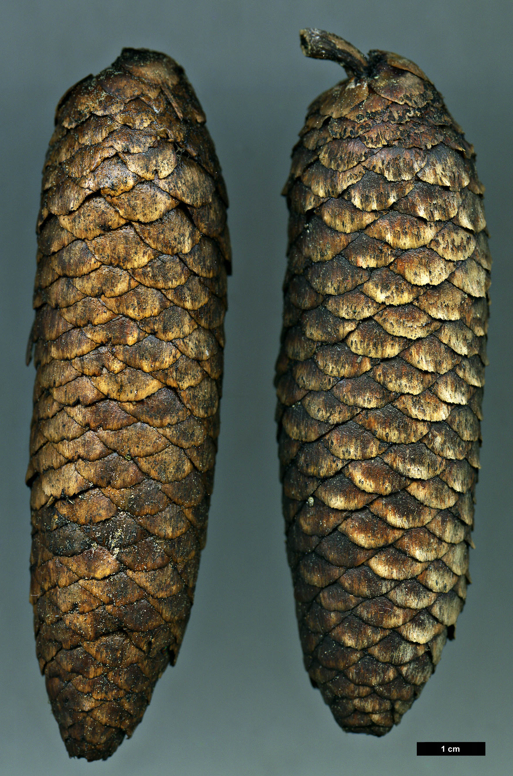 High resolution image: Family: Pinaceae - Genus: Picea - Taxon: likiangensis High resolution image: Family: Pinaceae - Genus: Picea - Taxon: likiangensis