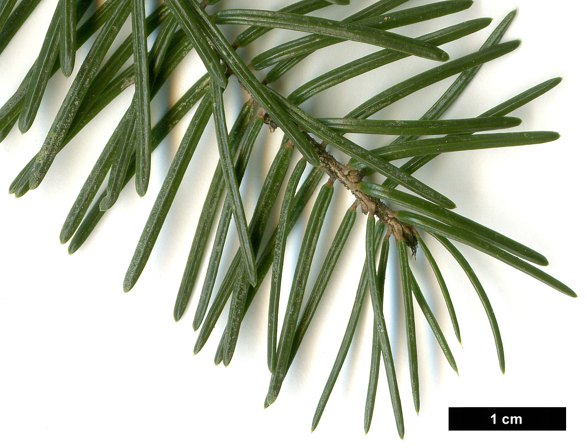 High resolution image: Family: Pinaceae - Genus: Picea - Taxon: omorika