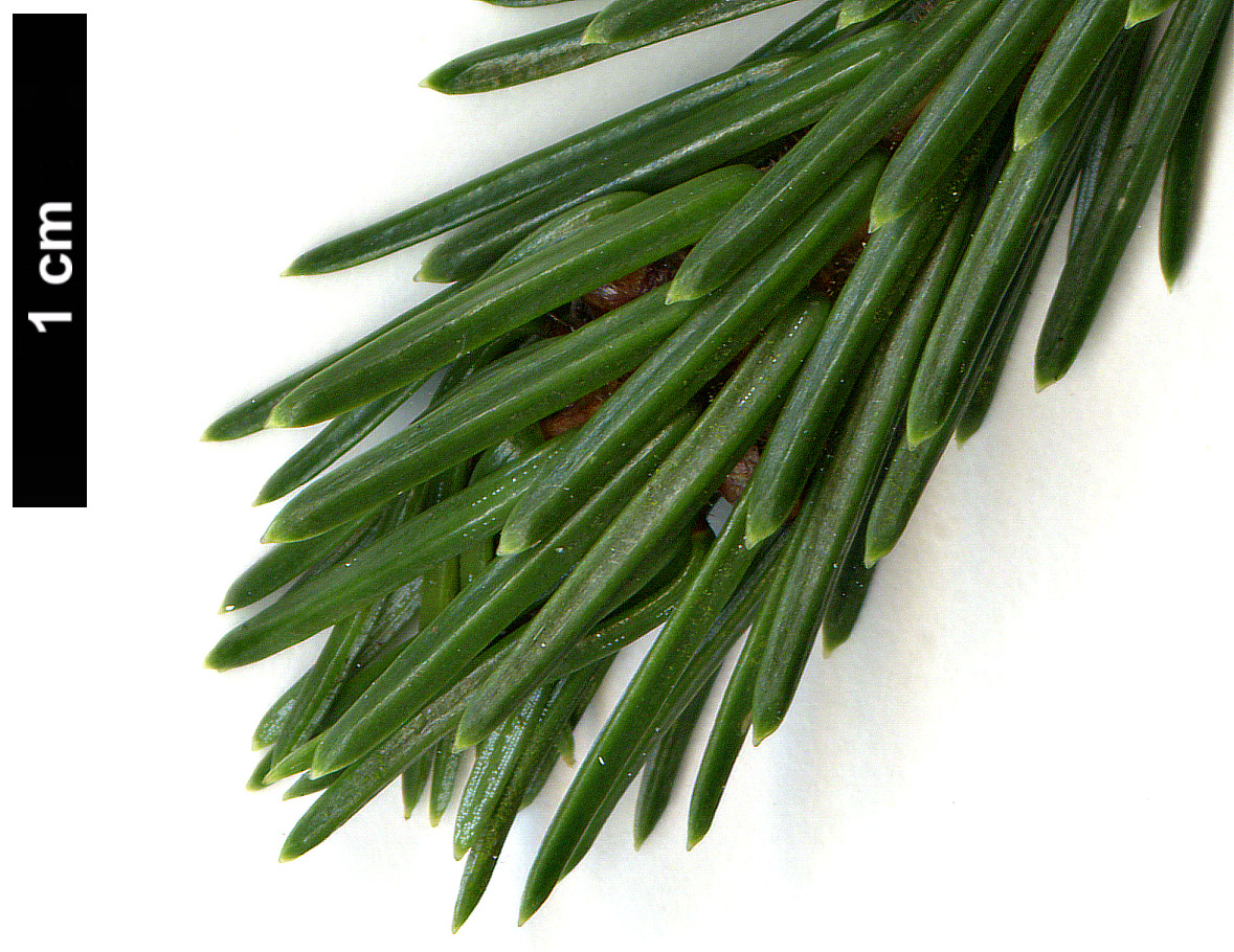 High resolution image: Family: Pinaceae - Genus: Picea - Taxon: purpurea