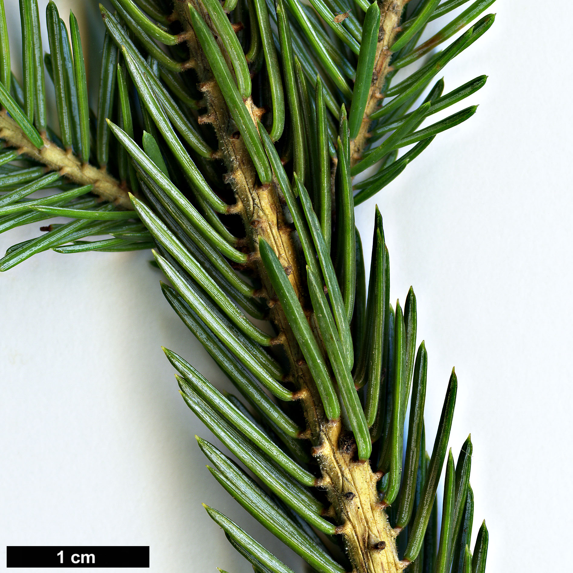 High resolution image: Family: Pinaceae - Genus: Picea - Taxon: purpurea