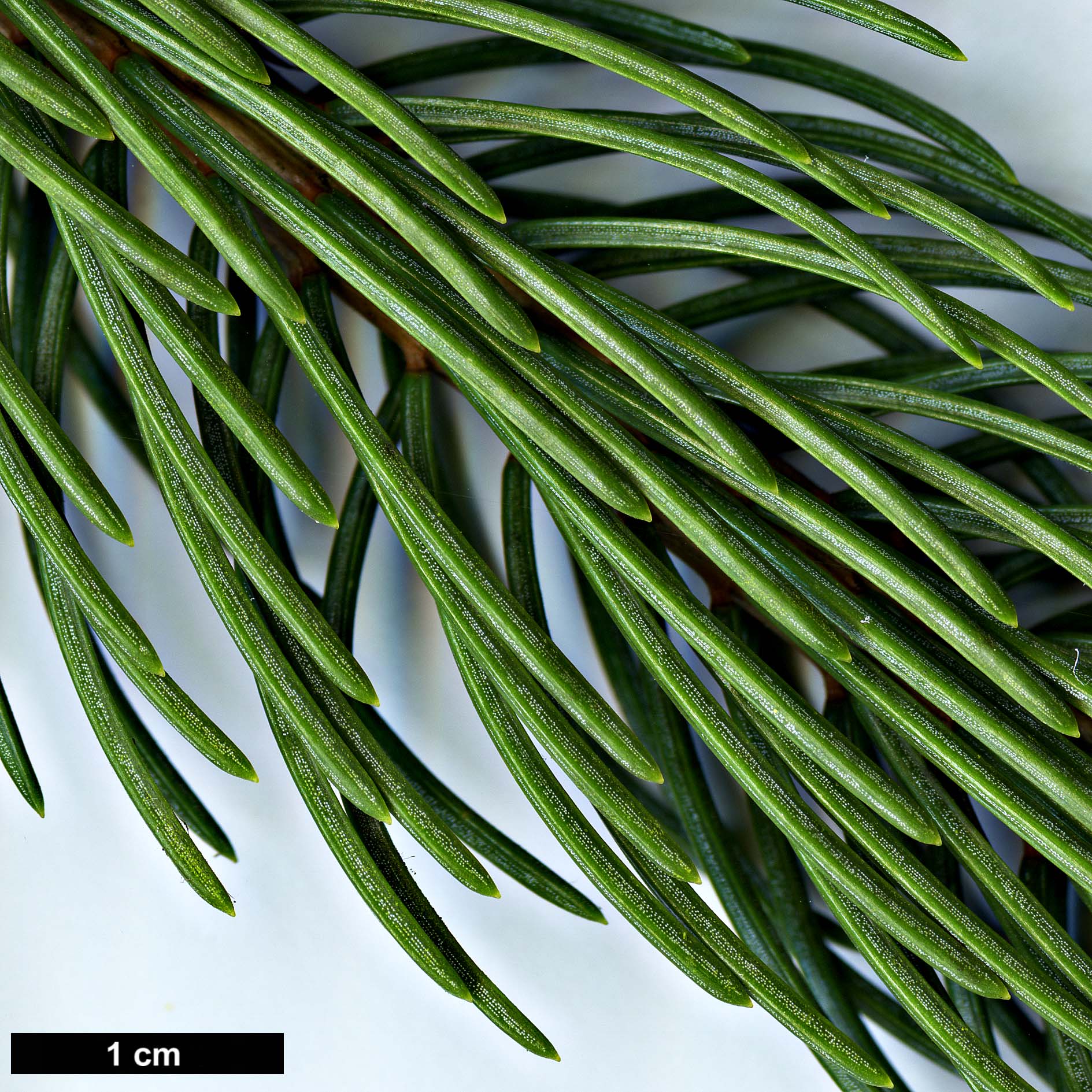 High resolution image: Family: Pinaceae - Genus: Picea - Taxon: schrenkiana