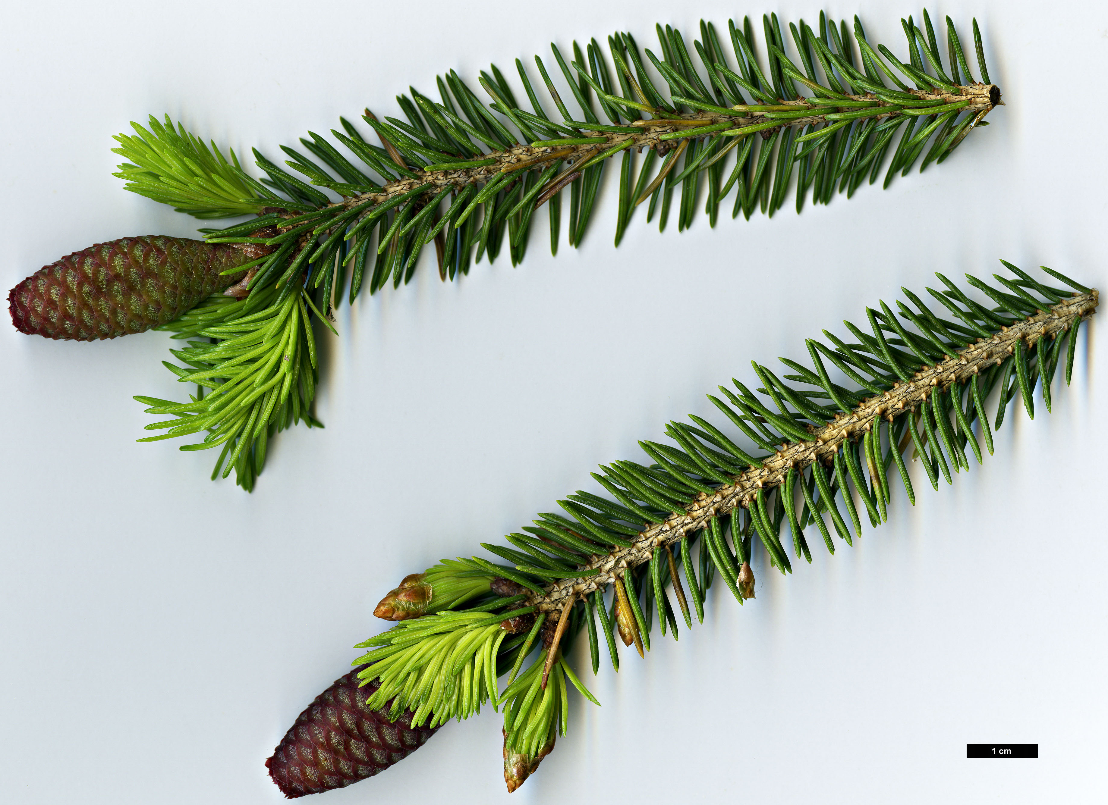 High resolution image: Family: Pinaceae - Genus: Picea - Taxon: wilsonii High resolution image: Family: Pinaceae - Genus: Picea - Taxon: wilsonii