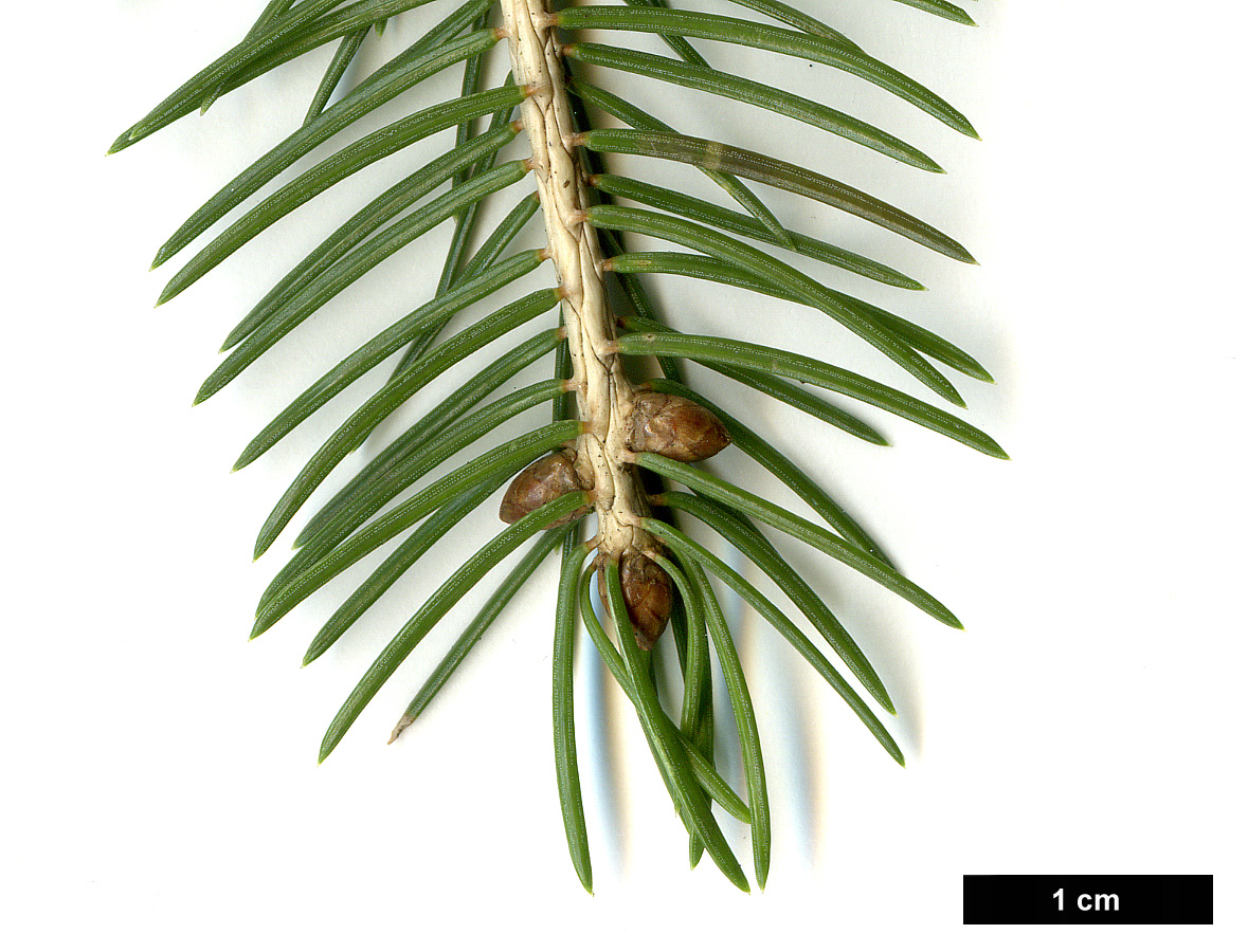 High resolution image: Family: Pinaceae - Genus: Picea - Taxon: wilsonii High resolution image: Family: Pinaceae - Genus: Picea - Taxon: wilsonii