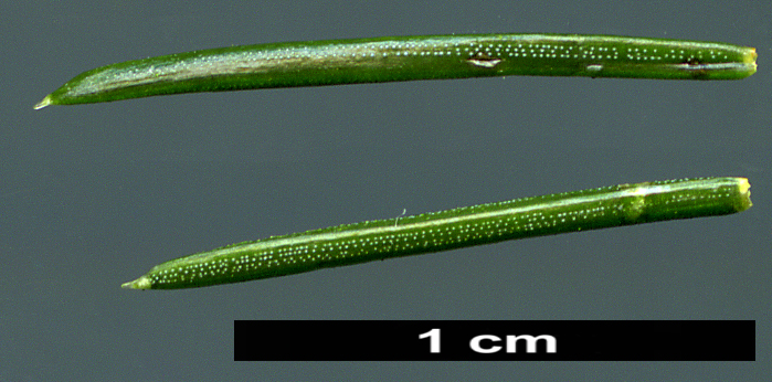 High resolution image: Family: Pinaceae - Genus: Picea - Taxon: wilsonii