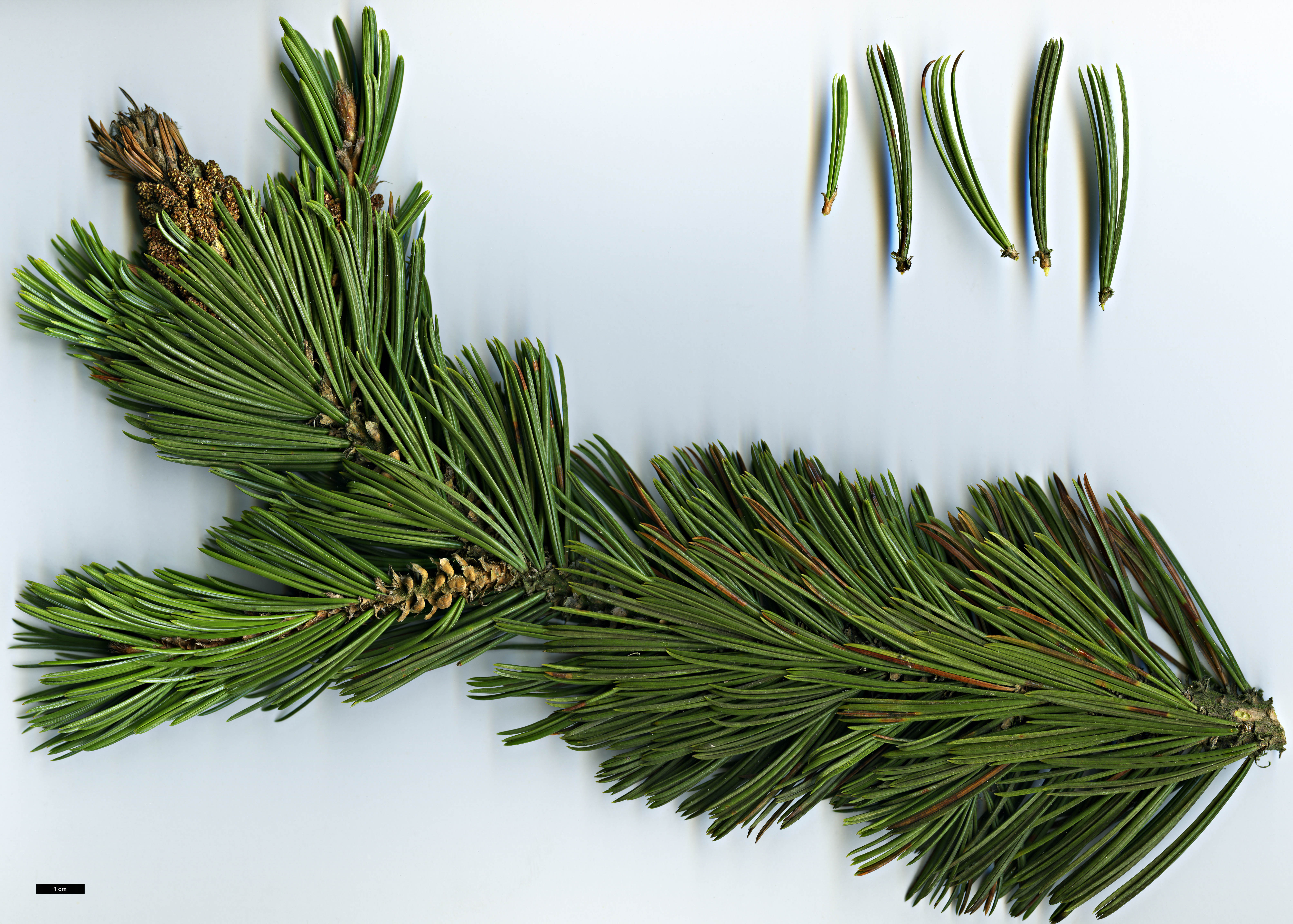 High resolution image: Family: Pinaceae - Genus: Pinus - Taxon: longaeva