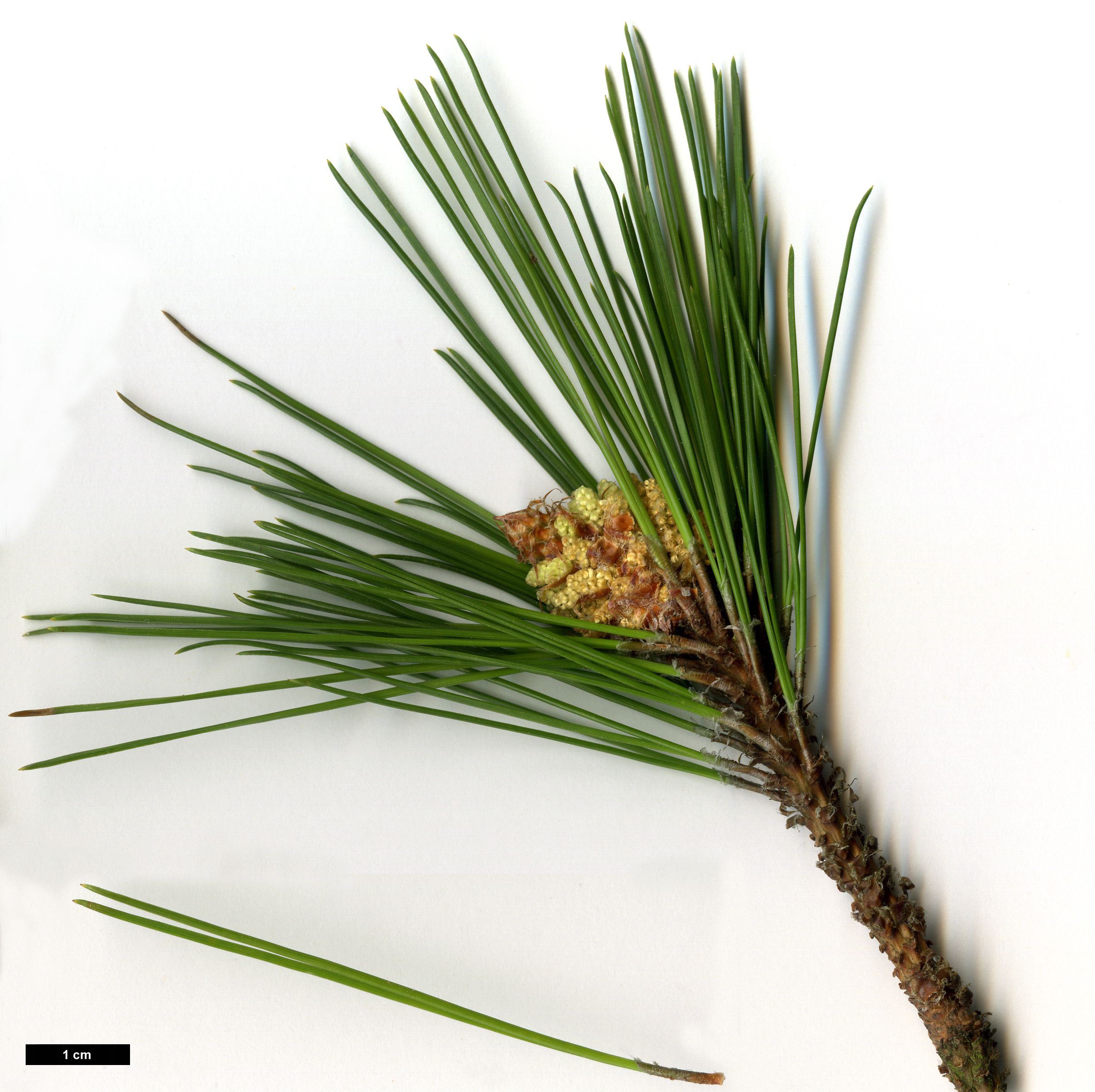 High resolution image: Family: Pinaceae - Genus: Pinus - Taxon: massoniana High resolution image: Family: Pinaceae - Genus: Pinus - Taxon: massoniana