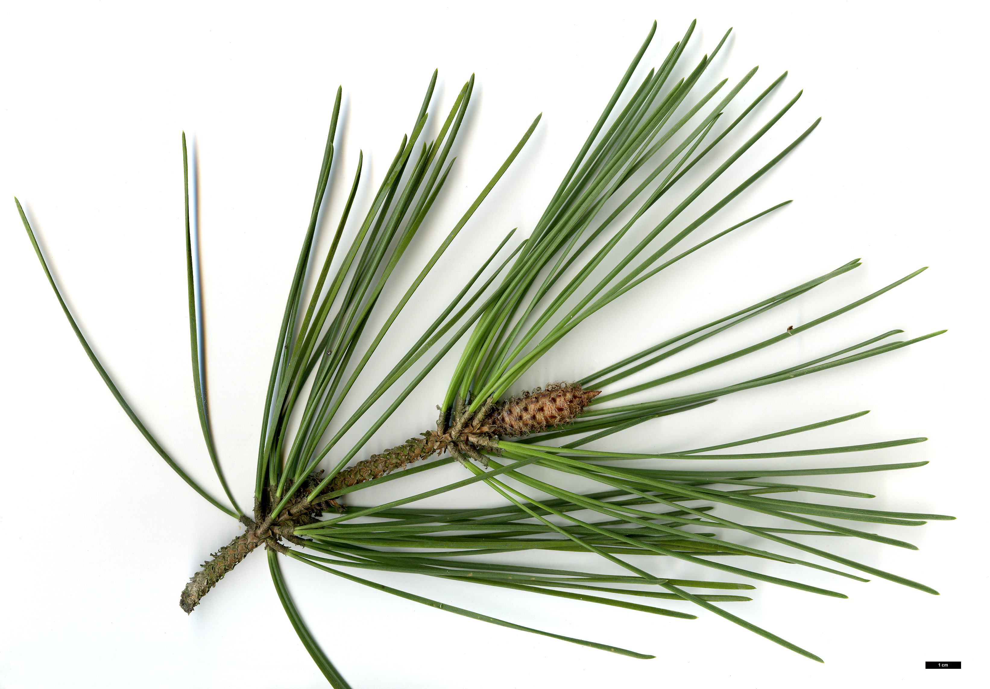 High resolution image: Family: Pinaceae - Genus: Pinus - Taxon: pinaster