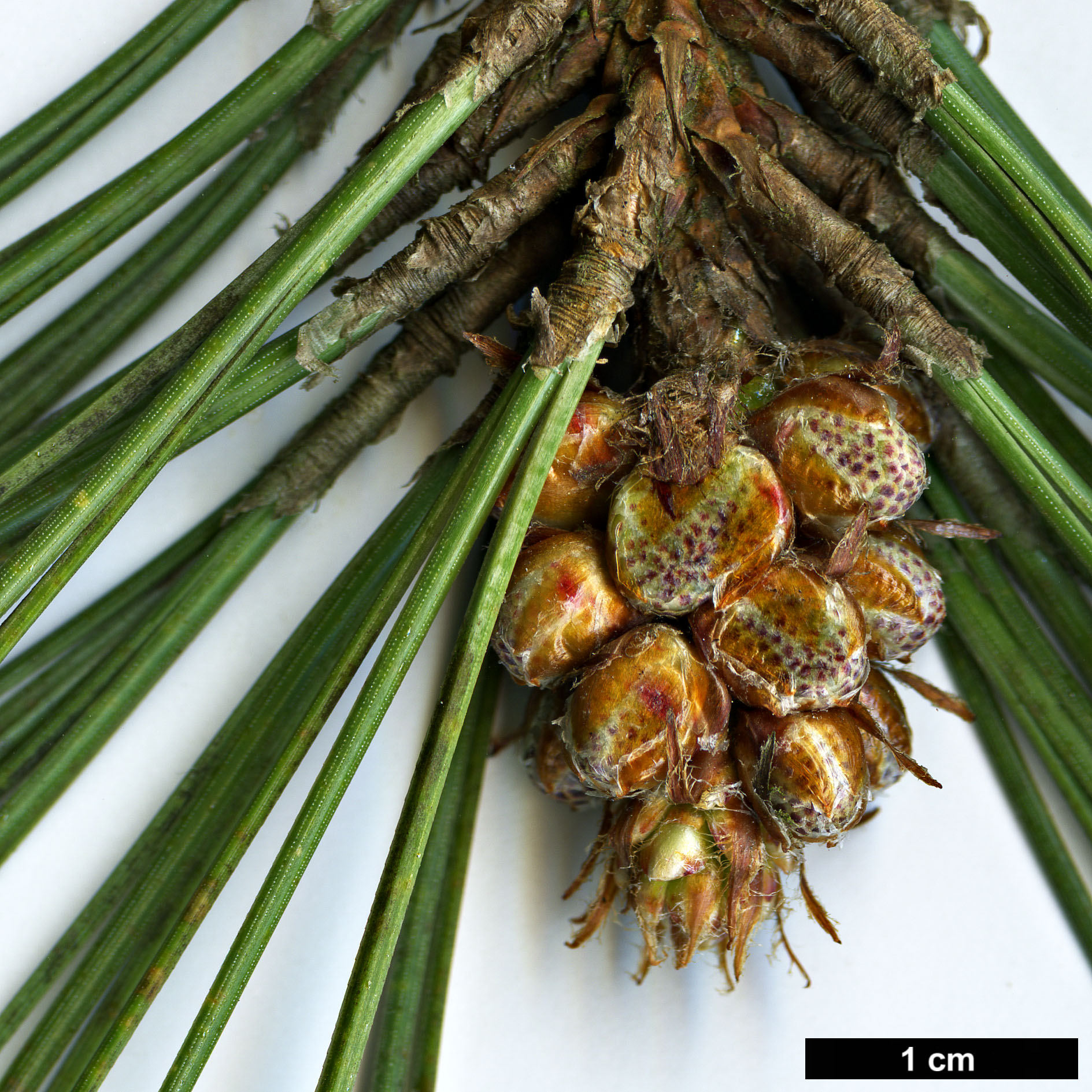 High resolution image: Family: Pinaceae - Genus: Pinus - Taxon: ponderosa High resolution image: Family: Pinaceae - Genus: Pinus - Taxon: ponderosa