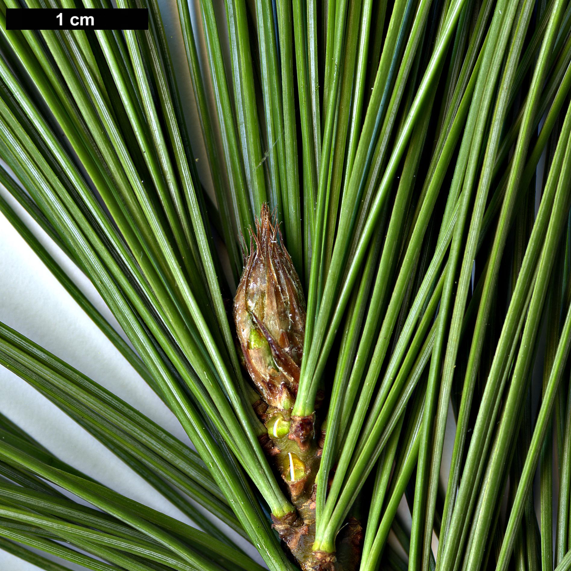 High resolution image: Family: Pinaceae - Genus: Pinus - Taxon: strobiformis