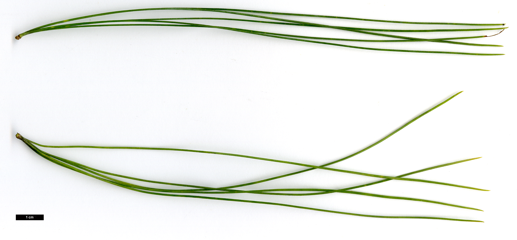 High resolution image: Family: Pinaceae - Genus: Pinus - Taxon: ×schwerinii (P.strobus × P.wallichiana)