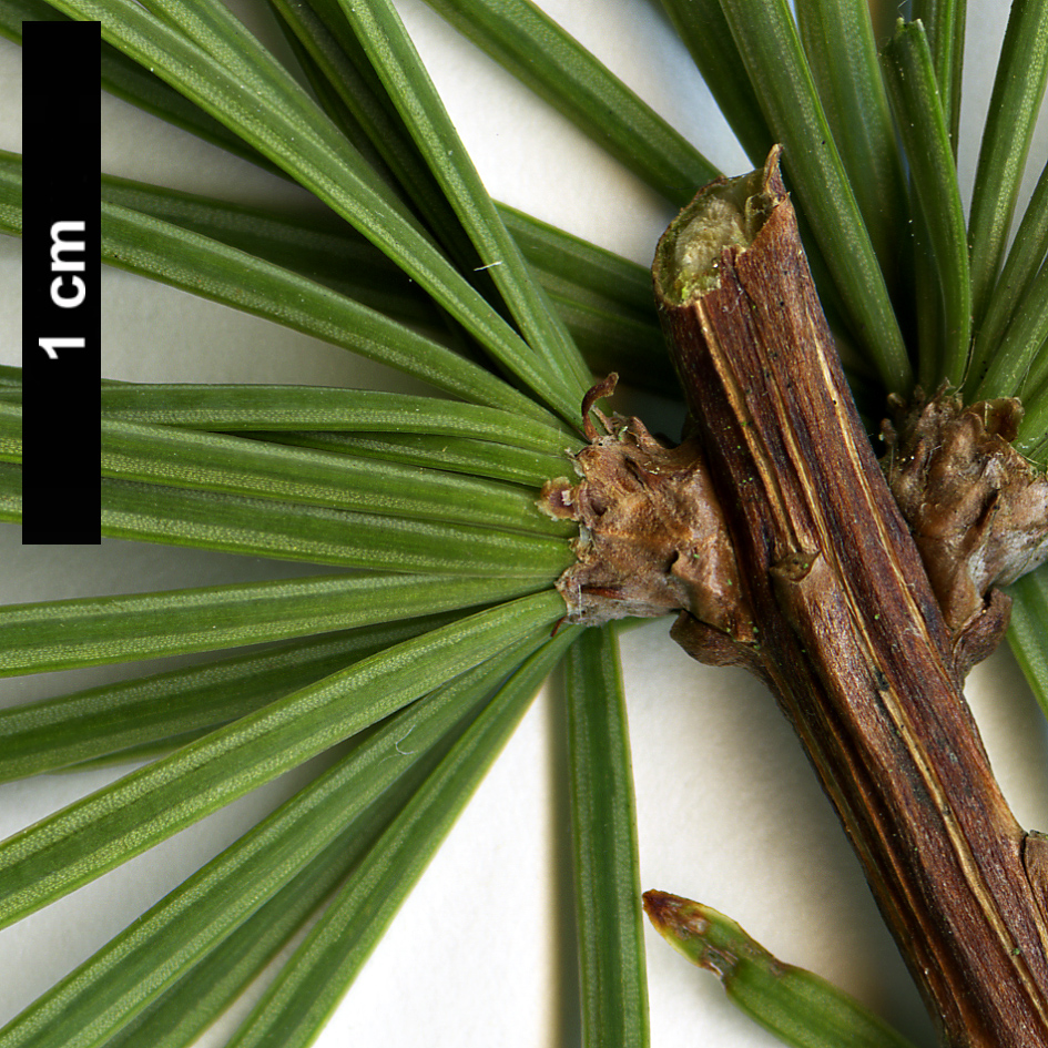 High resolution image: Family: Pinaceae - Genus: Pseudolarix - Taxon: amabilis High resolution image: Family: Pinaceae - Genus: Pseudolarix - Taxon: amabilis