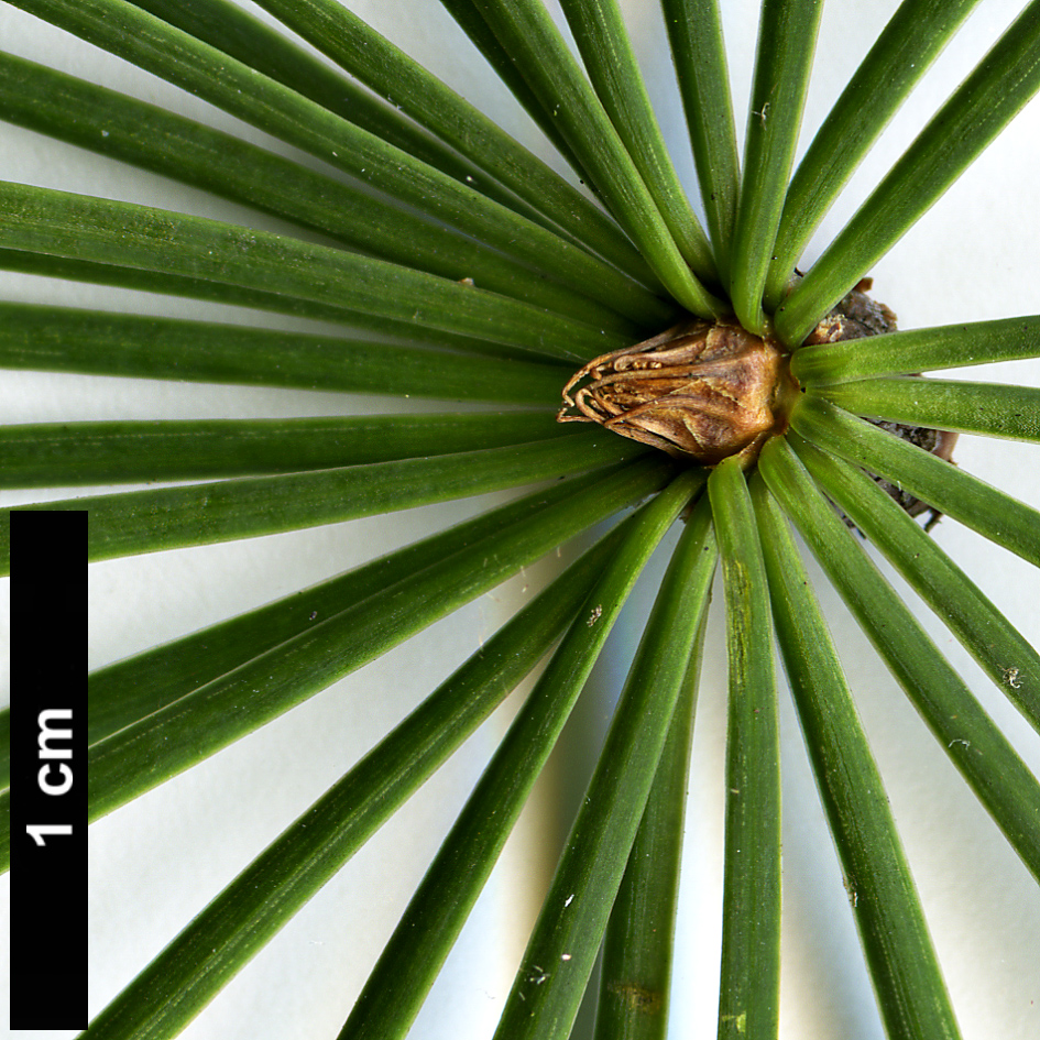 High resolution image: Family: Pinaceae - Genus: Pseudolarix - Taxon: amabilis High resolution image: Family: Pinaceae - Genus: Pseudolarix - Taxon: amabilis