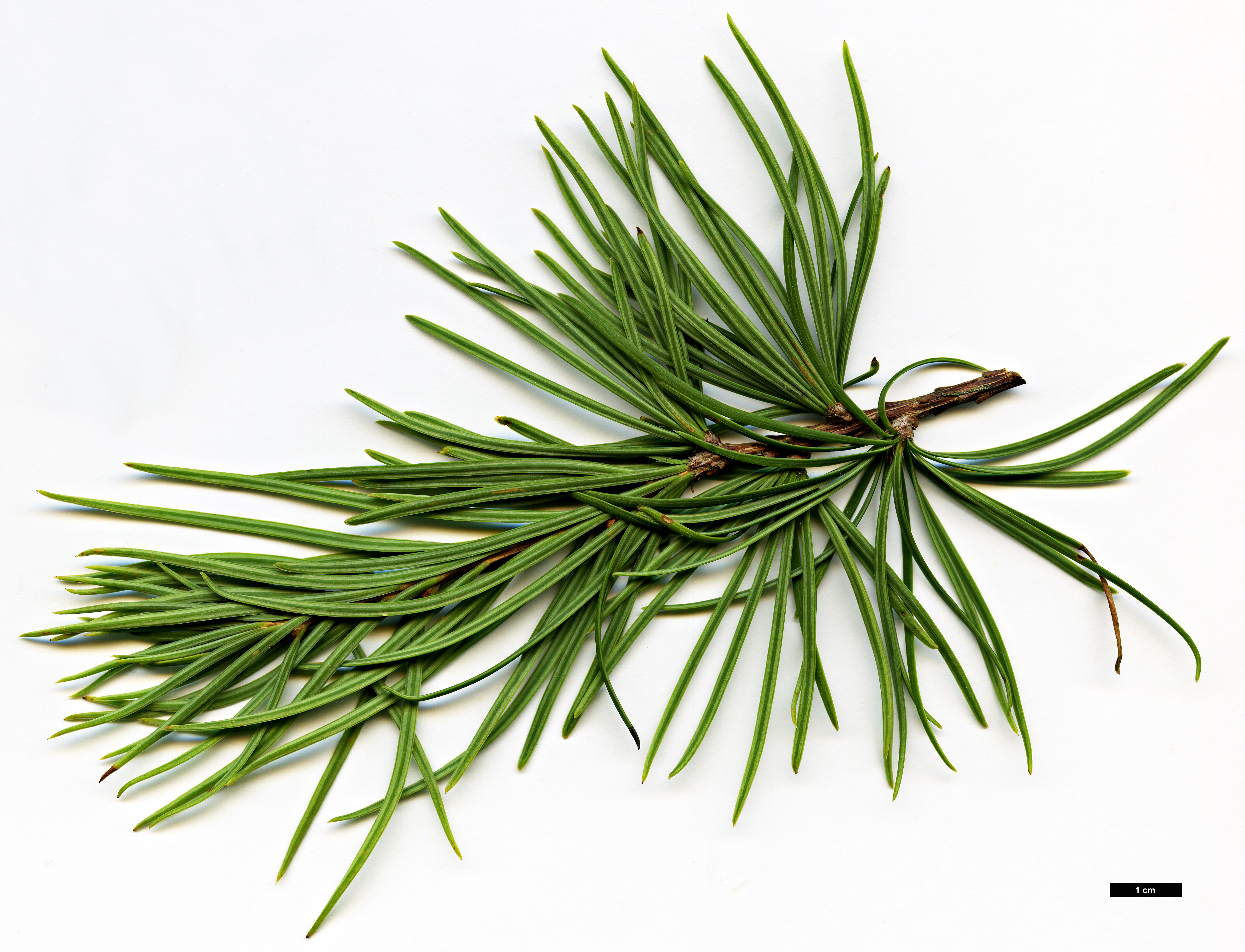 High resolution image: Family: Pinaceae - Genus: Pseudolarix - Taxon: amabilis High resolution image: Family: Pinaceae - Genus: Pseudolarix - Taxon: amabilis