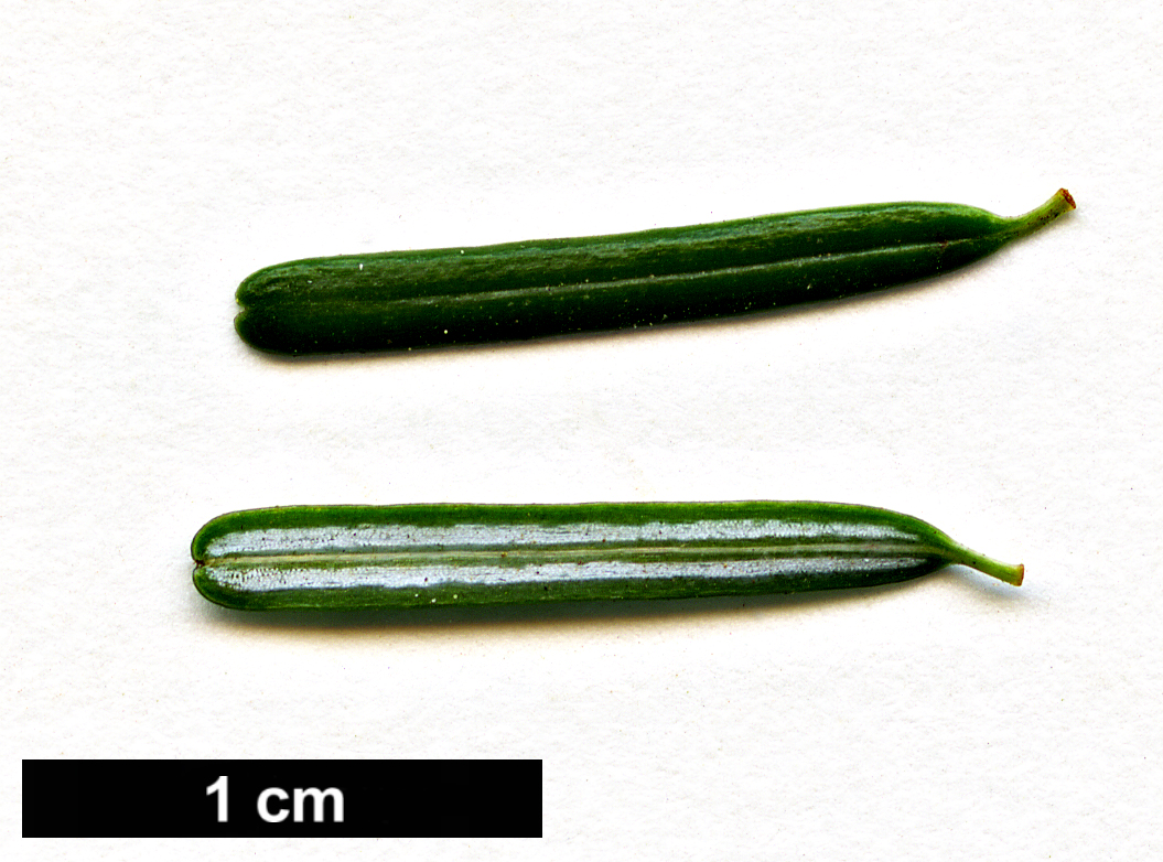 High resolution image: Family: Pinaceae - Genus: Tsuga - Taxon: diversifolia