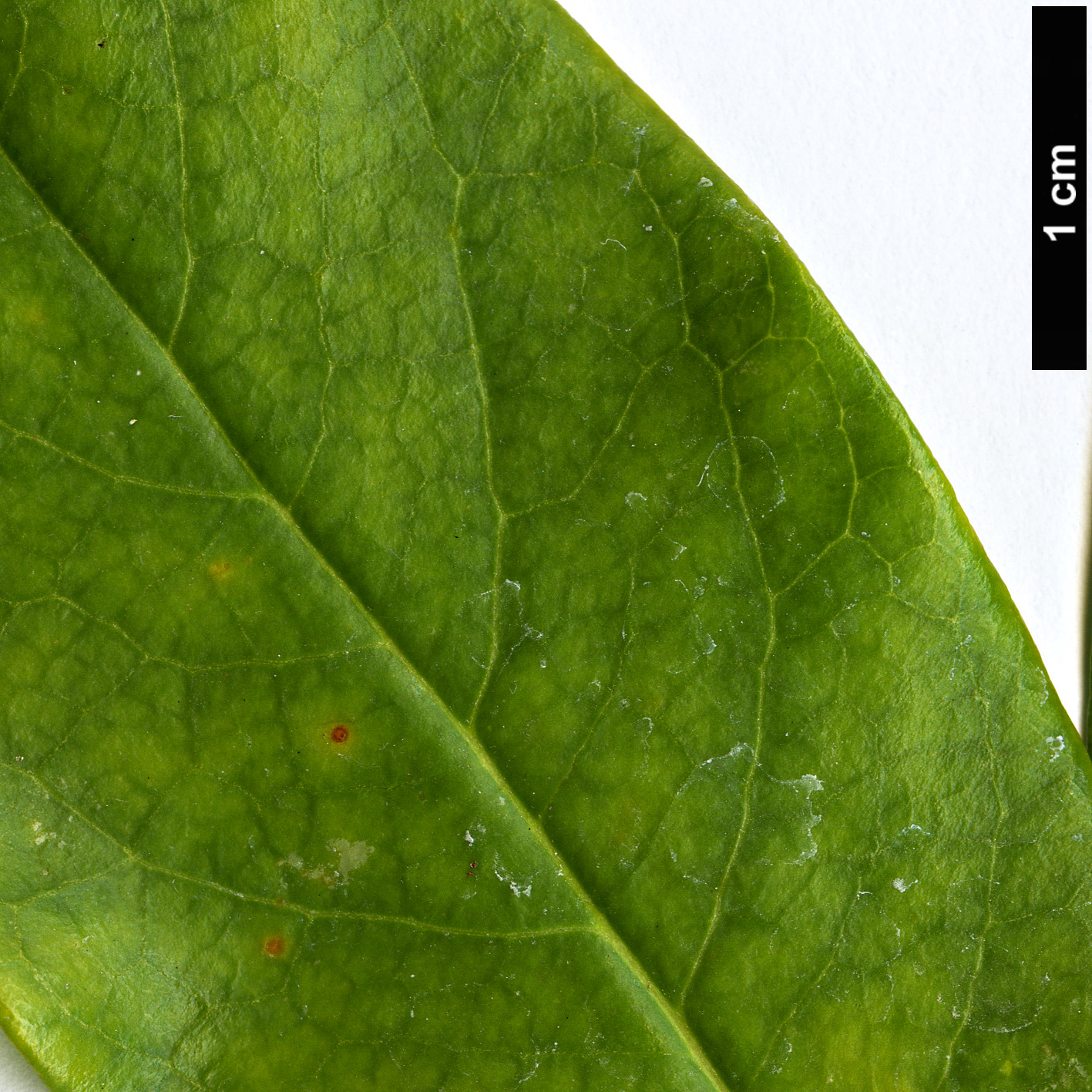 High resolution image: Family: Pittosporaceae - Genus: Hymenosporum - Taxon: flavum