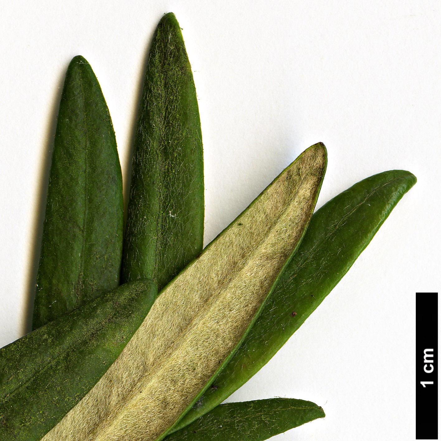 High resolution image: Family: Pittosporaceae - Genus: Pittosporum - Taxon: bicolor