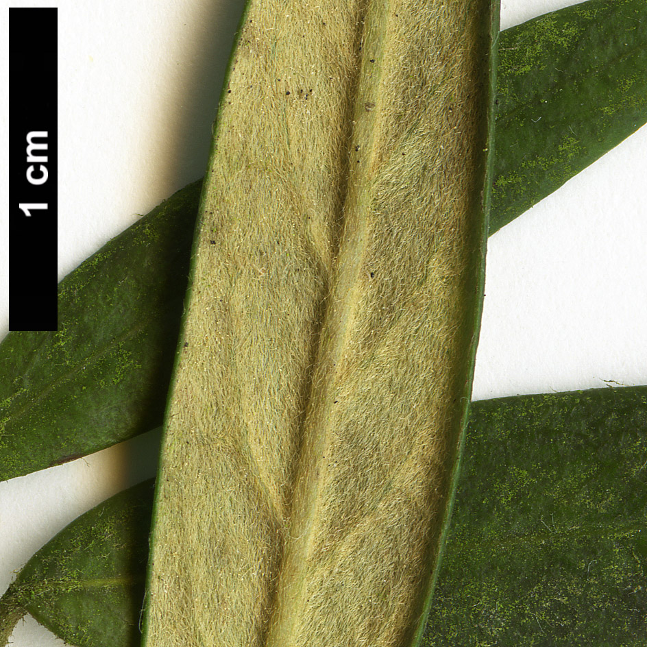 High resolution image: Family: Pittosporaceae - Genus: Pittosporum - Taxon: bicolor