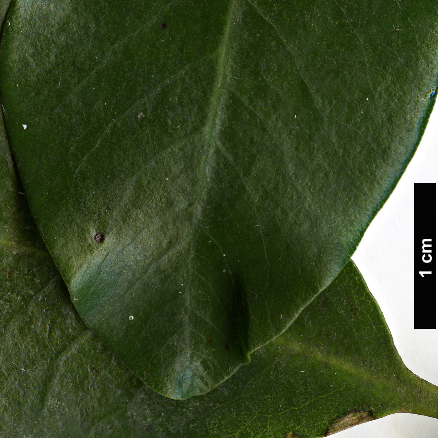 High resolution image: Family: Pittosporaceae - Genus: Pittosporum - Taxon: buchananii