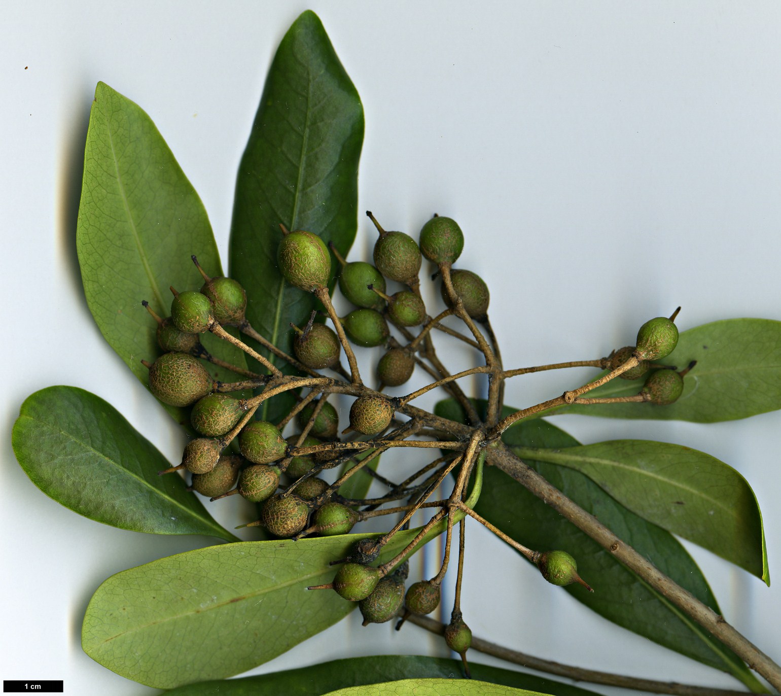 High resolution image: Family: Pittosporaceae - Genus: Pittosporum - Taxon: coriaceum