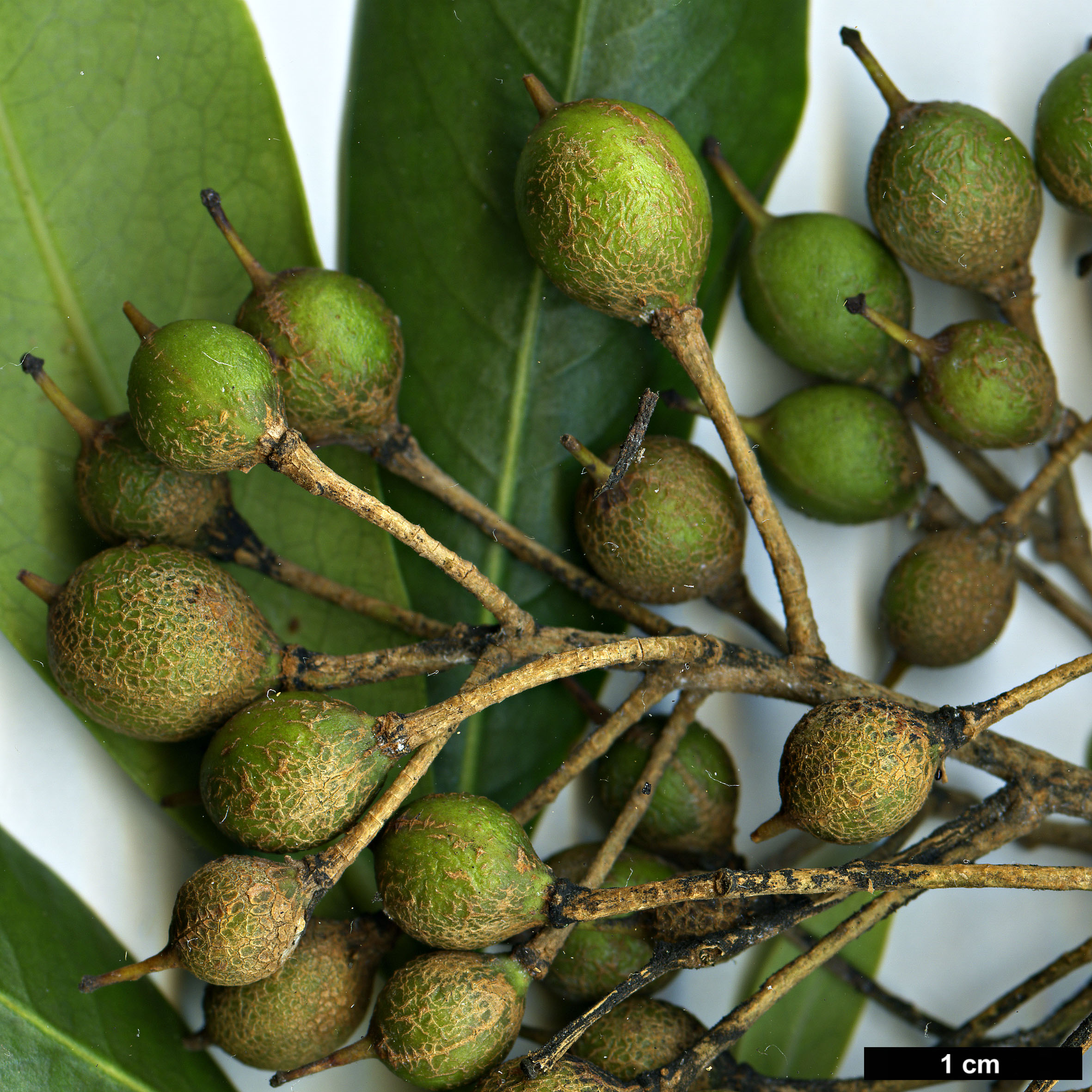 High resolution image: Family: Pittosporaceae - Genus: Pittosporum - Taxon: coriaceum