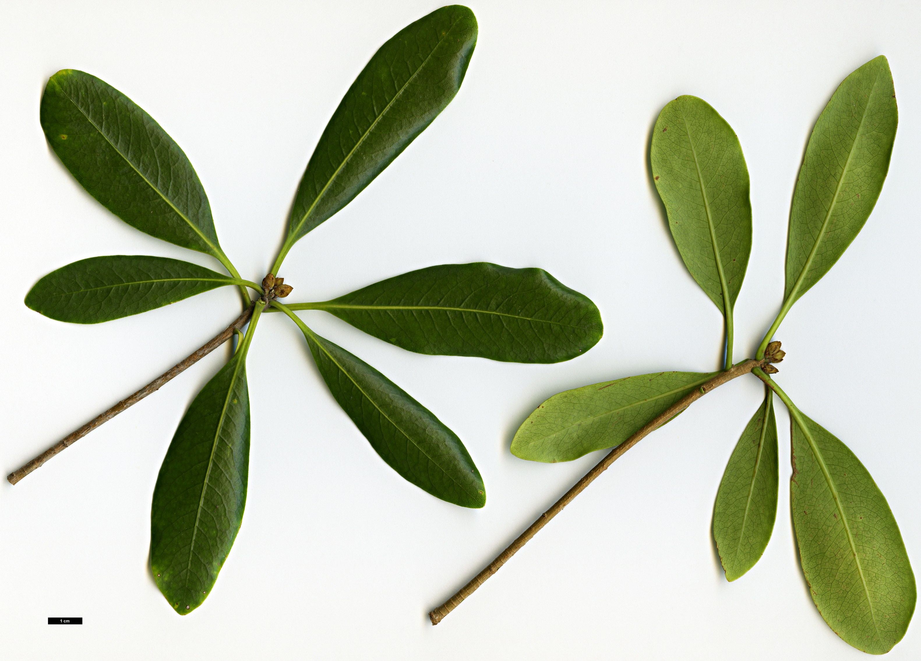 High resolution image: Family: Pittosporaceae - Genus: Pittosporum - Taxon: coriaceum