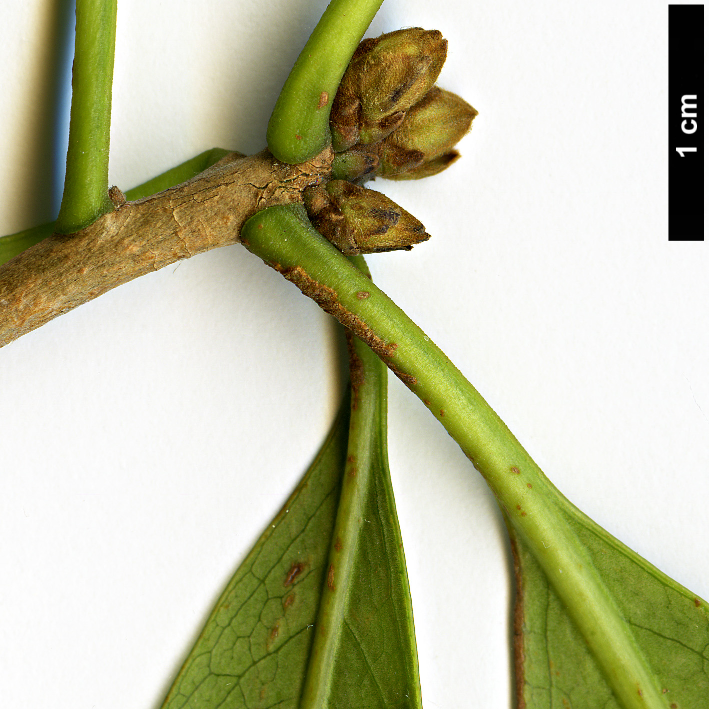 High resolution image: Family: Pittosporaceae - Genus: Pittosporum - Taxon: coriaceum