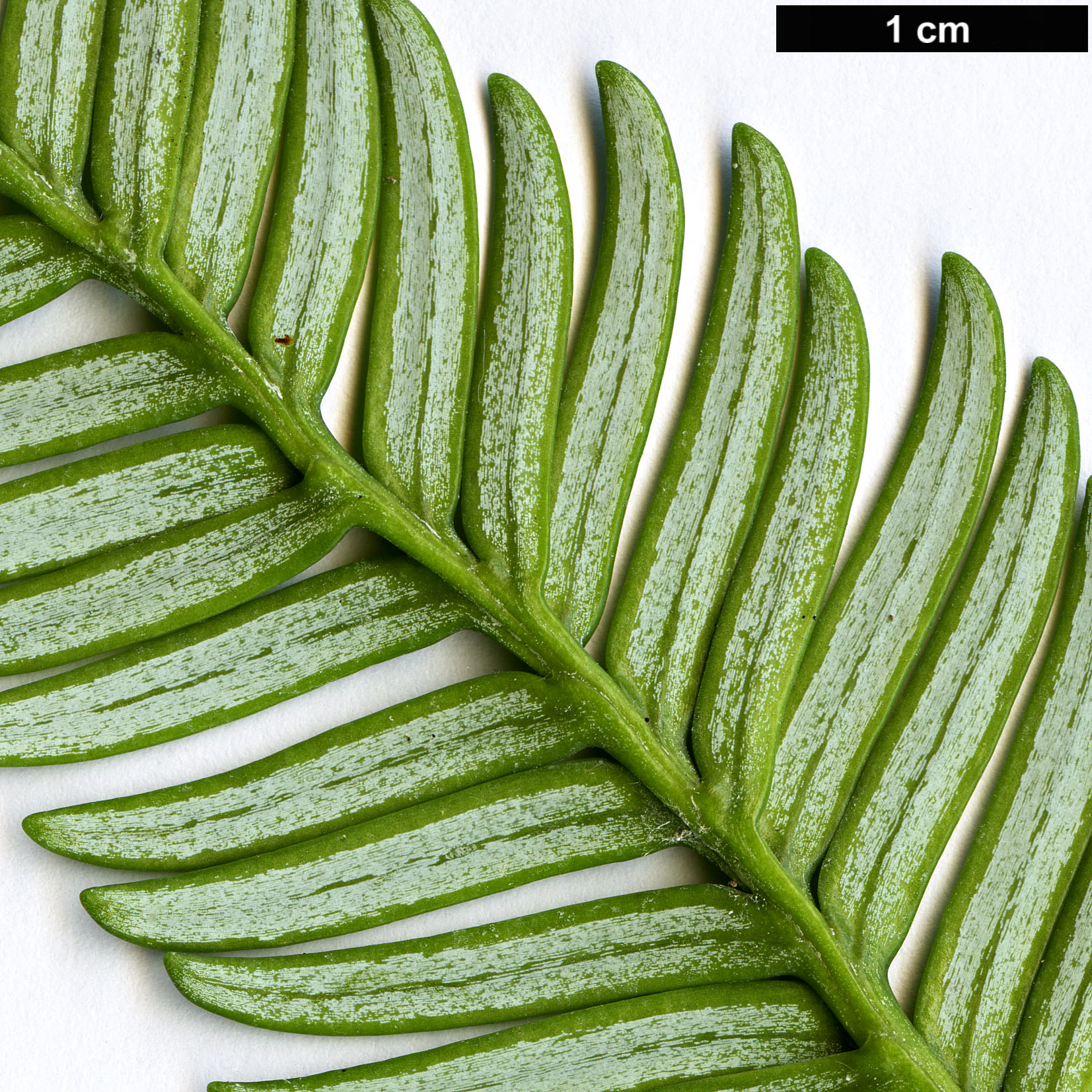 High resolution image: Family: Podocarpaceae - Genus: Acmopyle - Taxon: pancheri High resolution image: Family: Podocarpaceae - Genus: Acmopyle - Taxon: pancheri