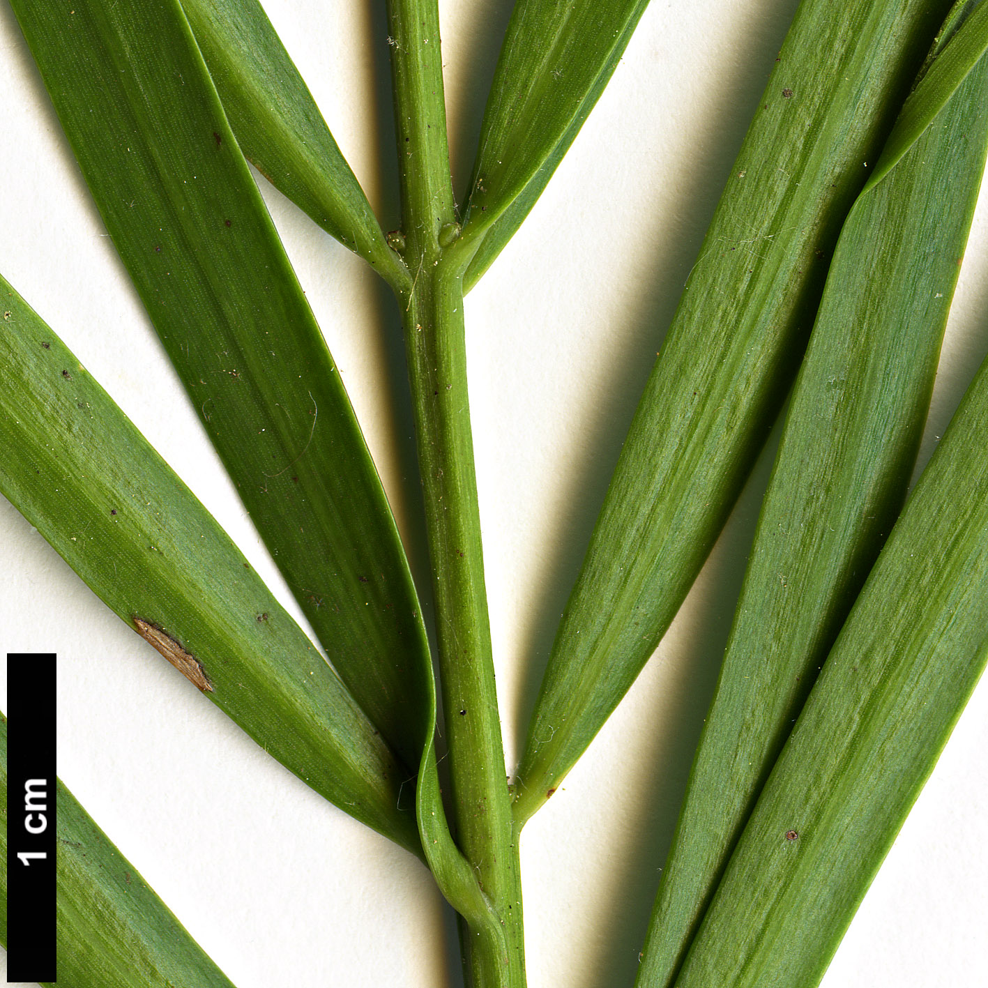 High resolution image: Family: Podocarpaceae - Genus: Afrocarpus - Taxon: gracilior High resolution image: Family: Podocarpaceae - Genus: Afrocarpus - Taxon: gracilior