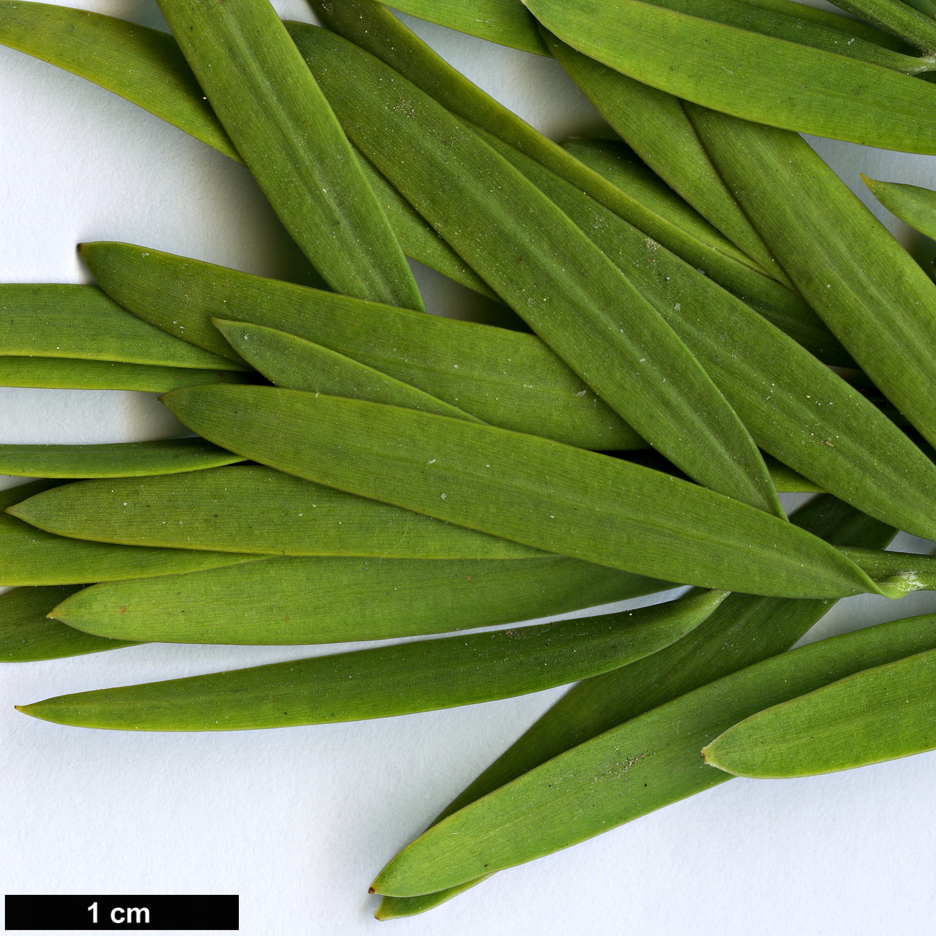 High resolution image: Family: Podocarpaceae - Genus: Afrocarpus - Taxon: mannii High resolution image: Family: Podocarpaceae - Genus: Afrocarpus - Taxon: mannii