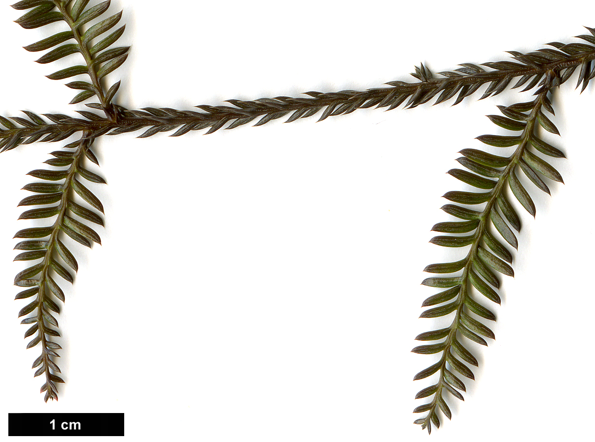 High resolution image: Family: Podocarpaceae - Genus: Dacrycarpus - Taxon: dacrydioides