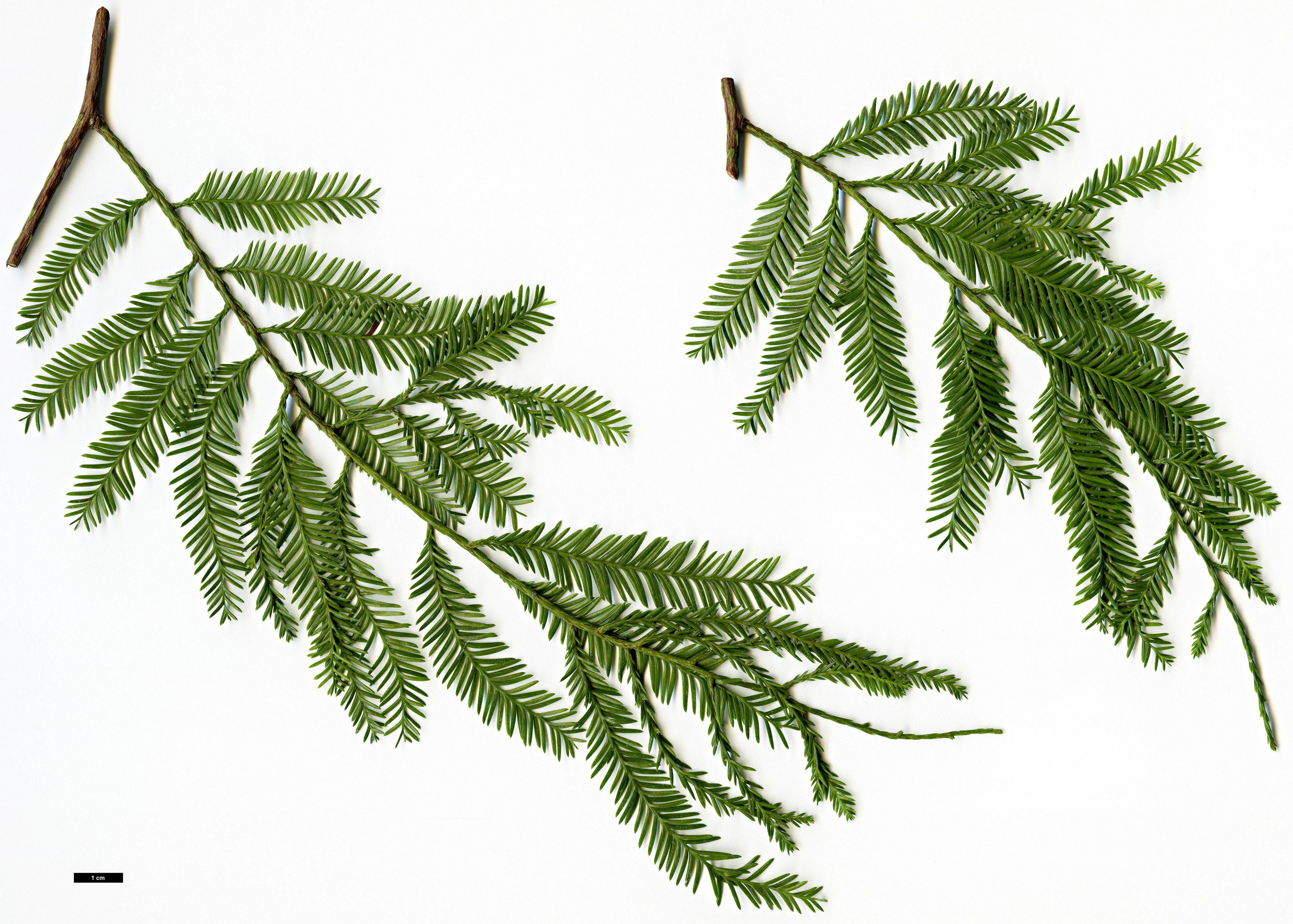 High resolution image: Family: Podocarpaceae - Genus: Dacrycarpus - Taxon: veiillardii High resolution image: Family: Podocarpaceae - Genus: Dacrycarpus - Taxon: veiillardii