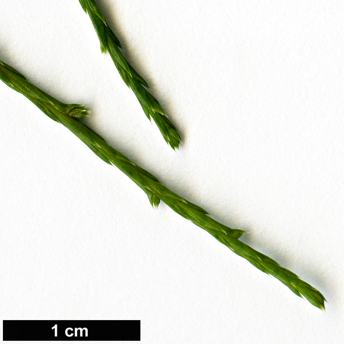 High resolution image: Family: Podocarpaceae - Genus: Dacrycarpus - Taxon: veiillardii High resolution image: Family: Podocarpaceae - Genus: Dacrycarpus - Taxon: veiillardii