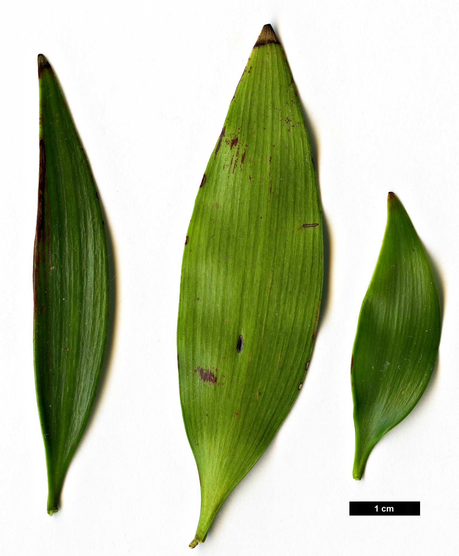 High resolution image: Family: Podocarpaceae - Genus: Nageia - Taxon: nagi High resolution image: Family: Podocarpaceae - Genus: Nageia - Taxon: nagi