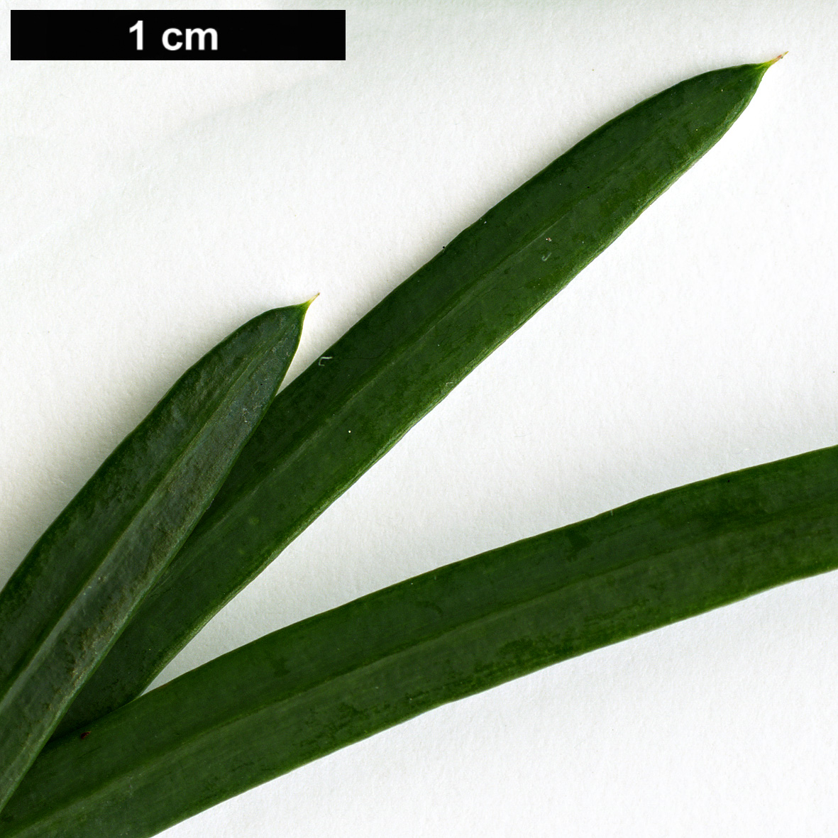 High resolution image: Family: Podocarpaceae - Genus: Podocarpus - Taxon: drouynianus High resolution image: Family: Podocarpaceae - Genus: Podocarpus - Taxon: drouynianus