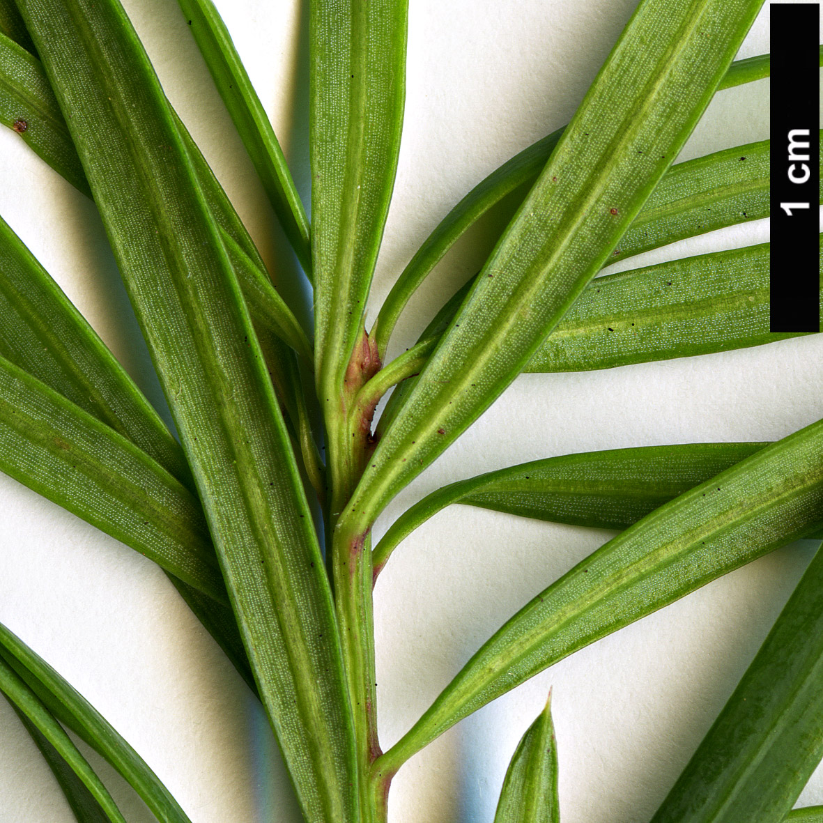 High resolution image: Family: Podocarpaceae - Genus: Podocarpus - Taxon: drouynianus High resolution image: Family: Podocarpaceae - Genus: Podocarpus - Taxon: drouynianus